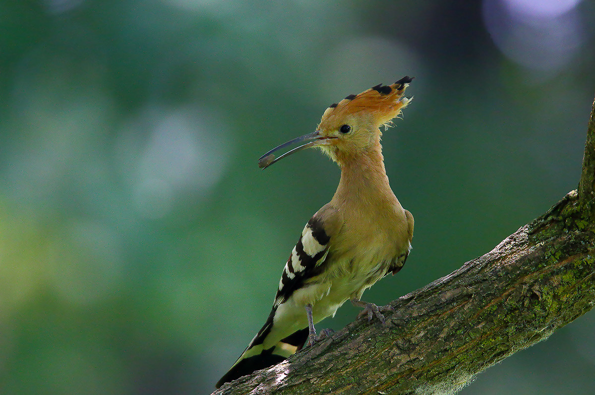 hoopoe