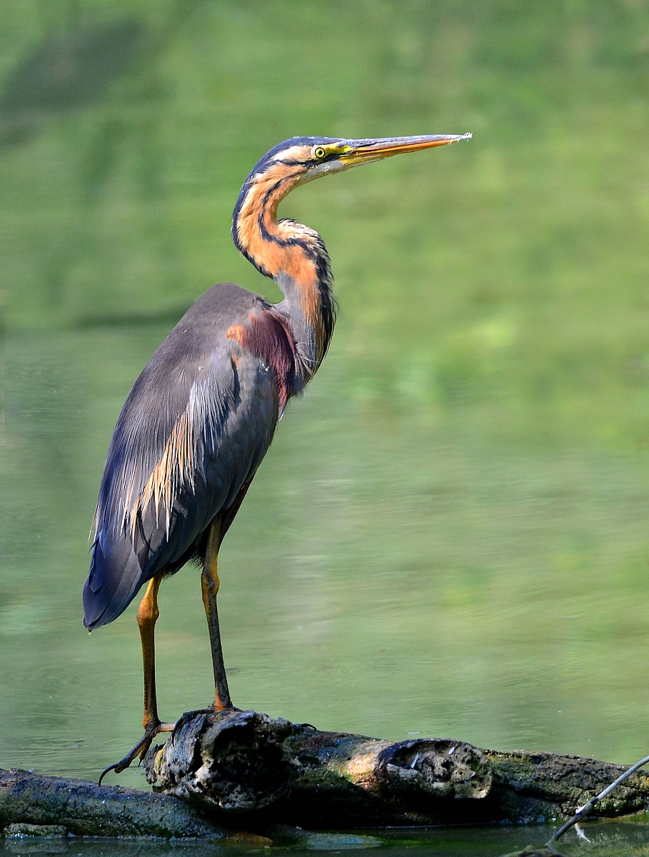 purple heron