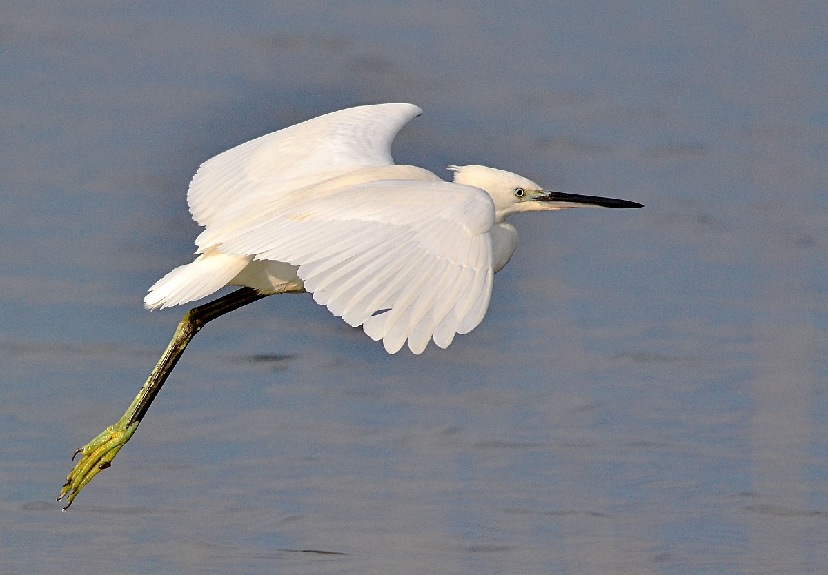 egret
