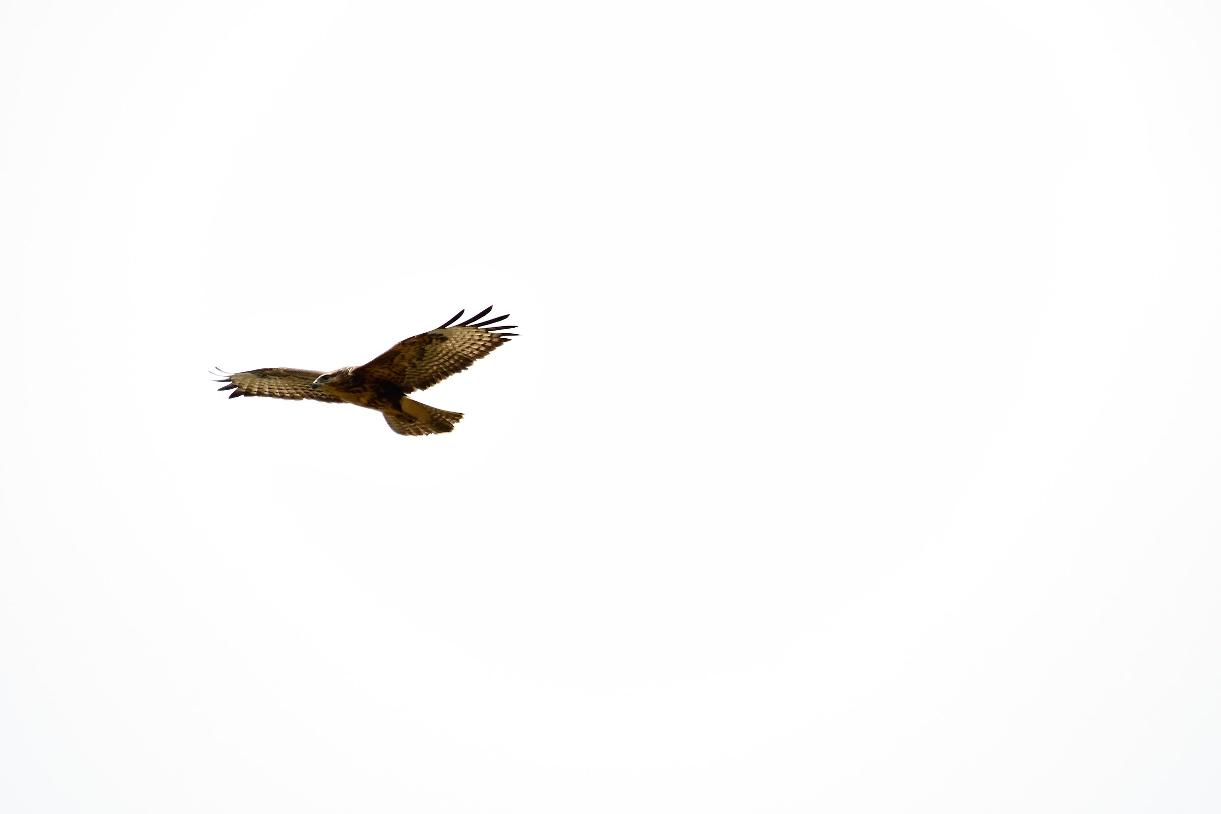 Buzzard