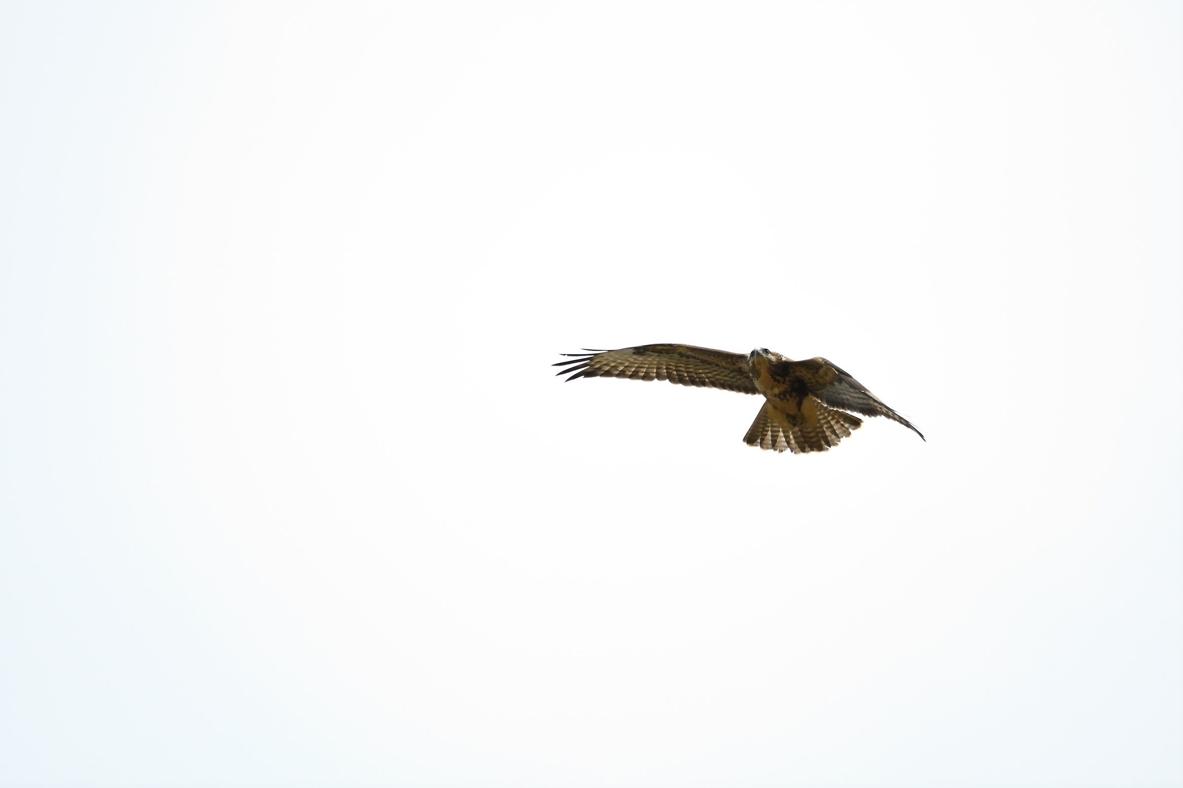 Buzzard