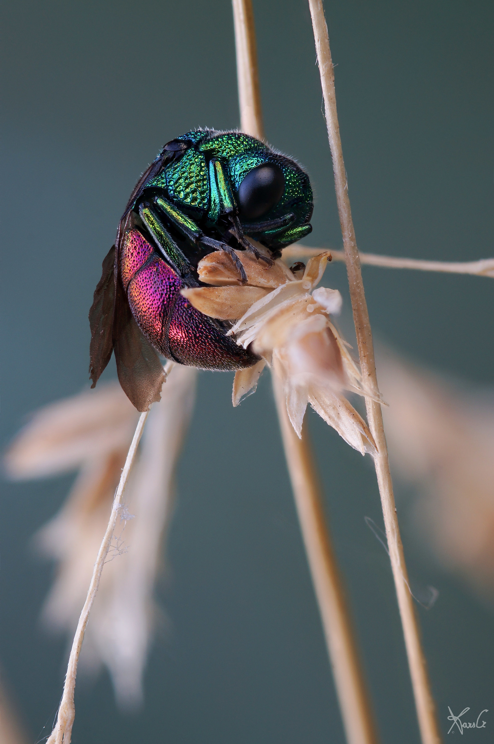 Chrysididae funambolo