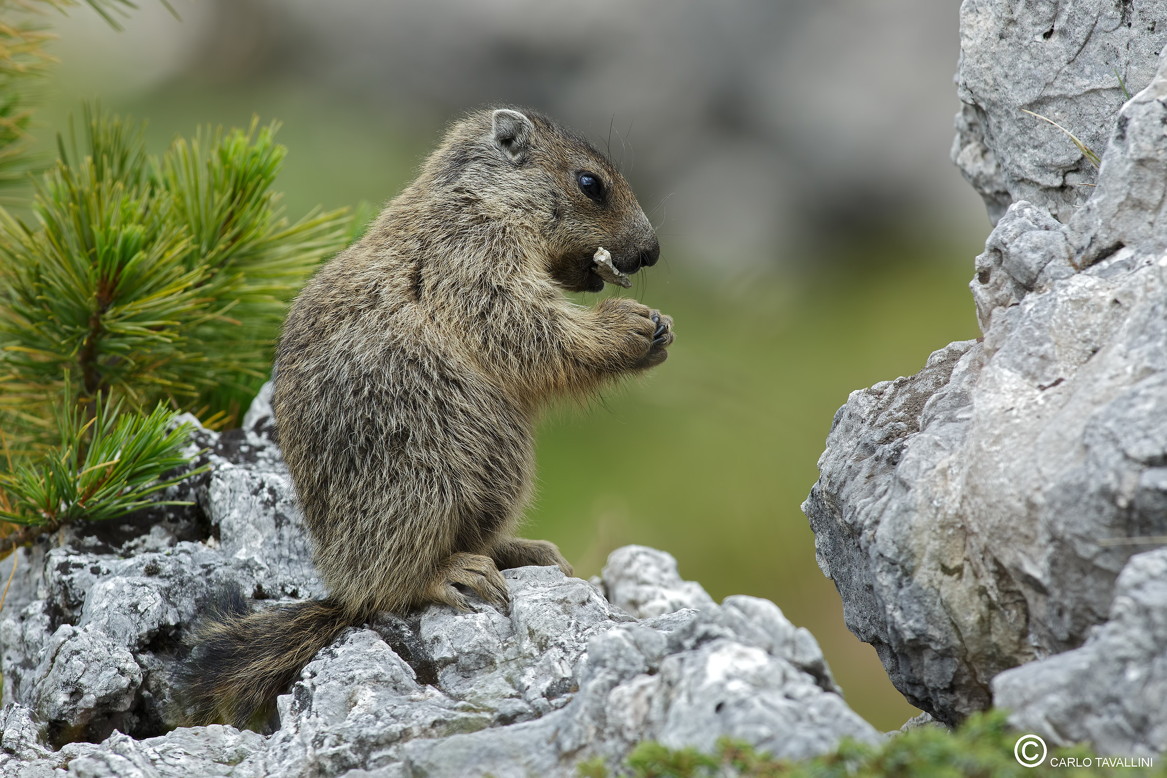 Marmottino che assaggia un sassolino
