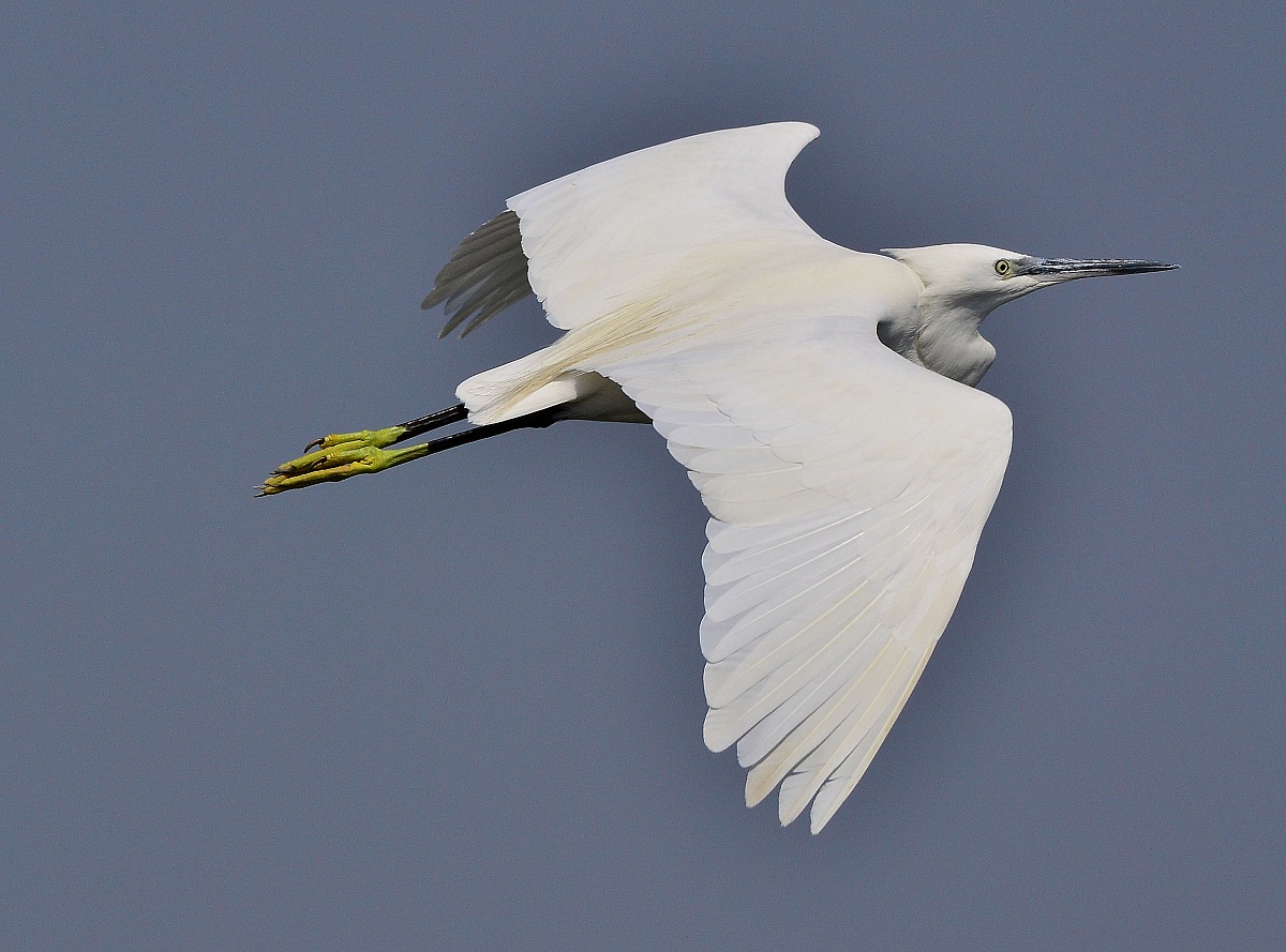 egret