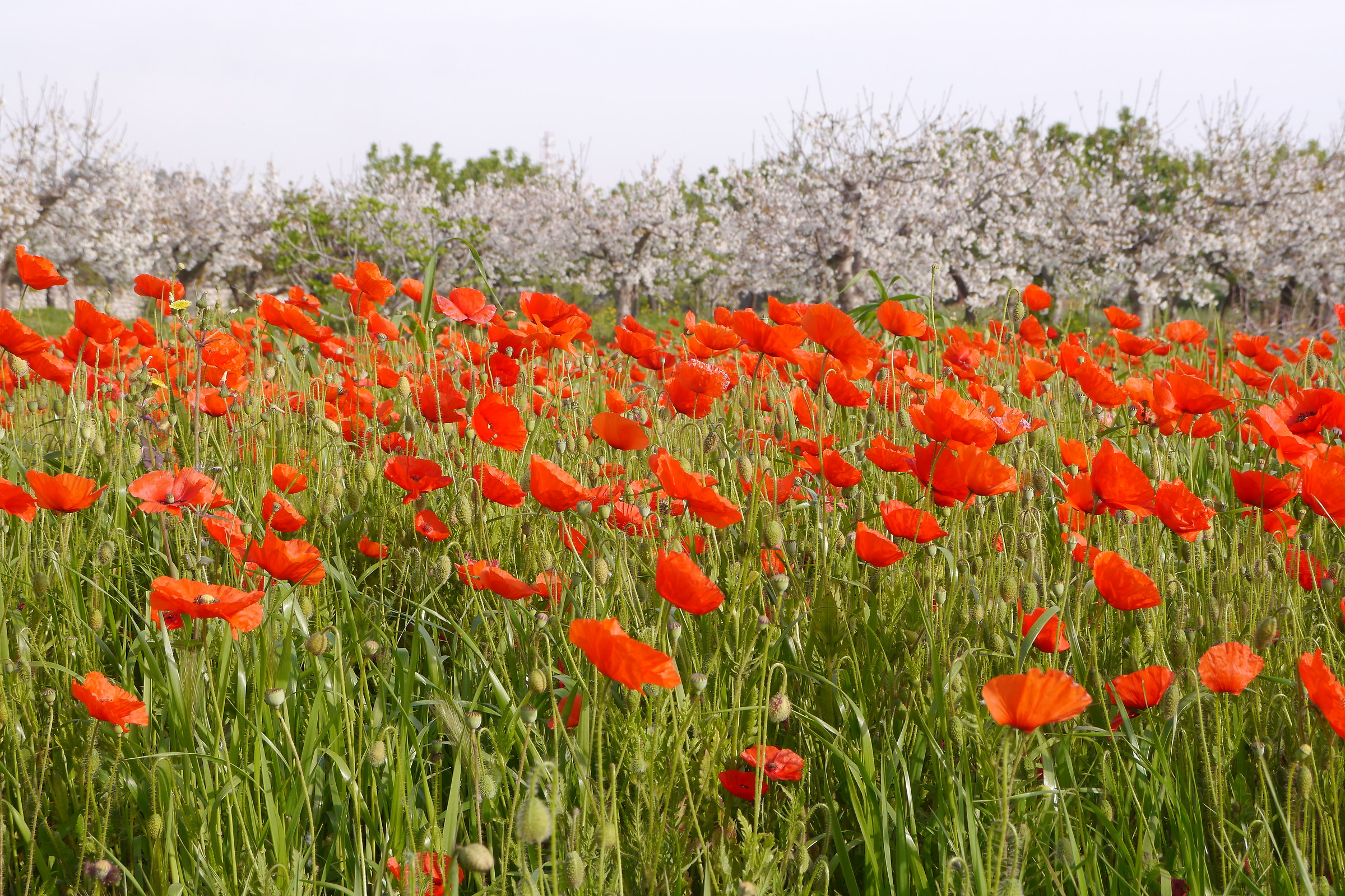 Poppies and cherries