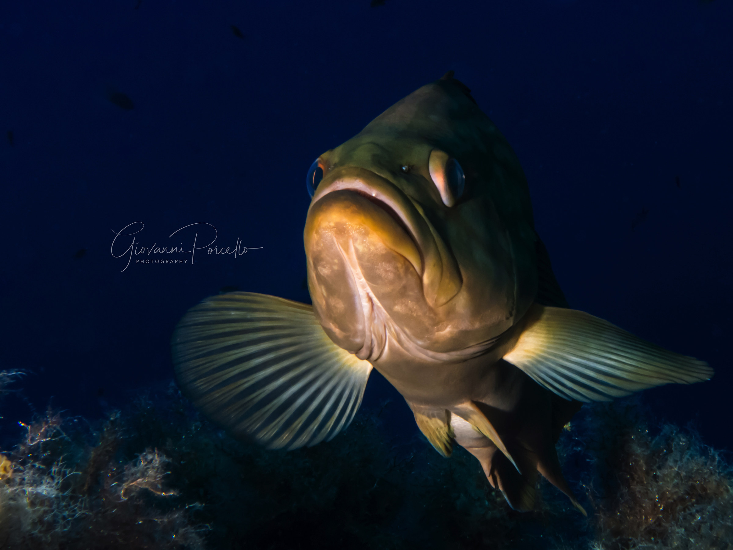 His Majesty the Hernia, in all its splendor