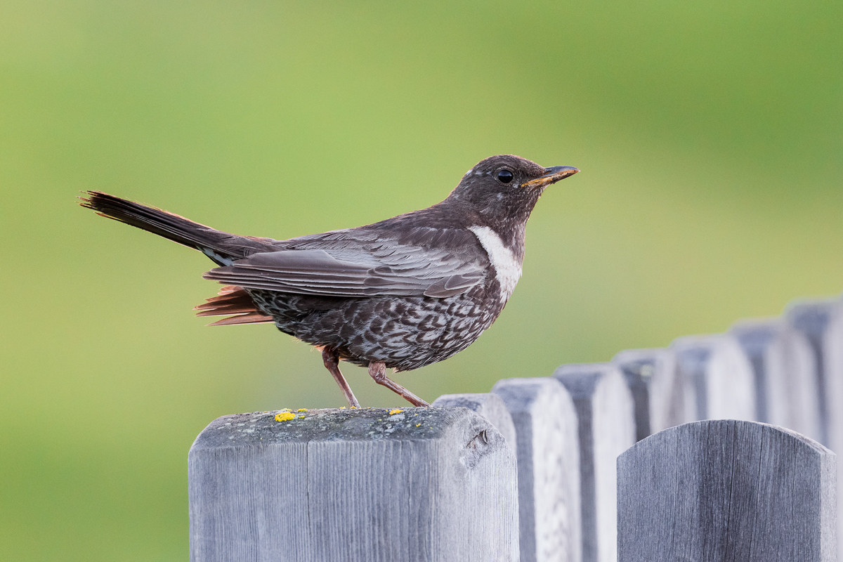 Femmina di Merlo dal collare...