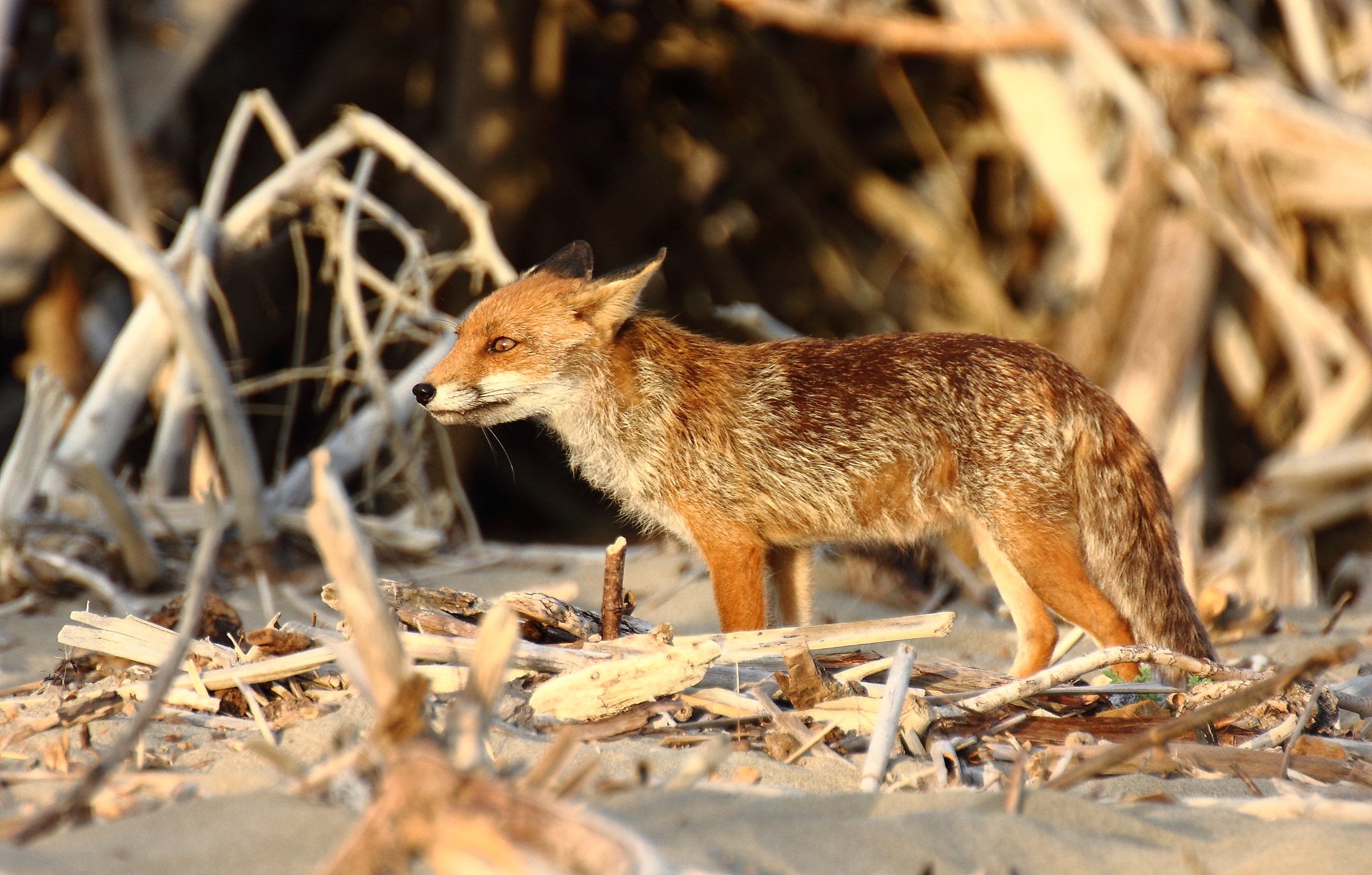 The Argentine's furbear