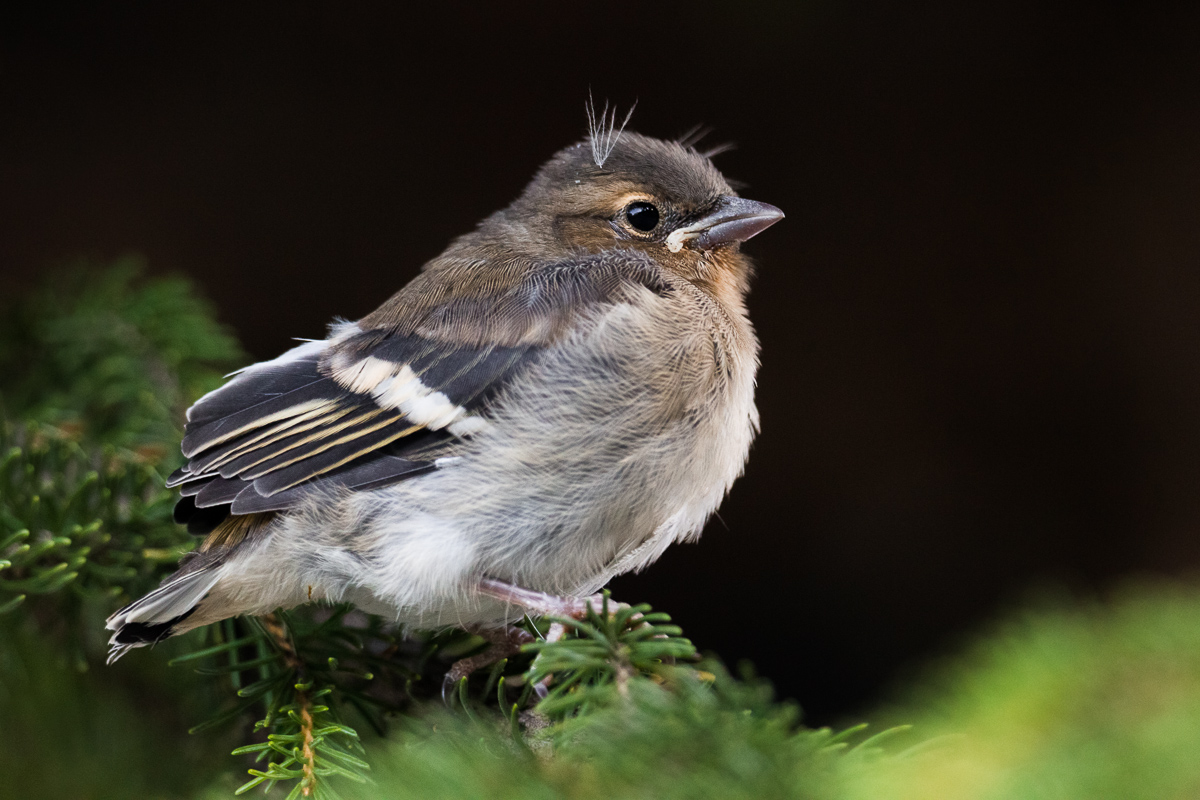 Fringuello comune juv.