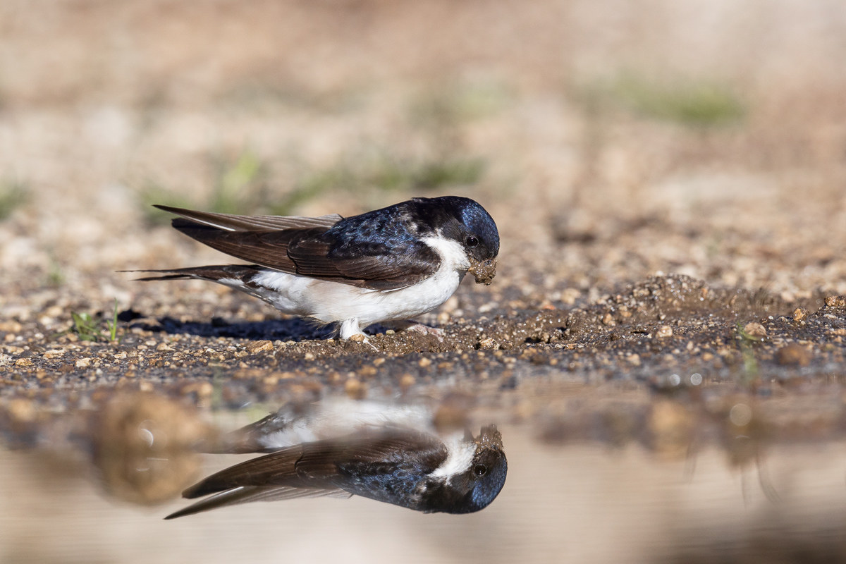 House Martin ...