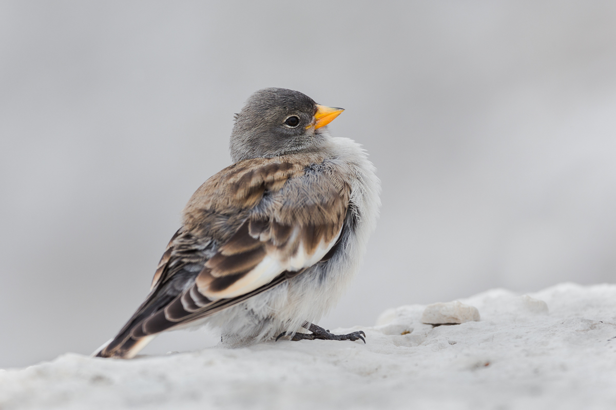 Fringuello alpino juv.