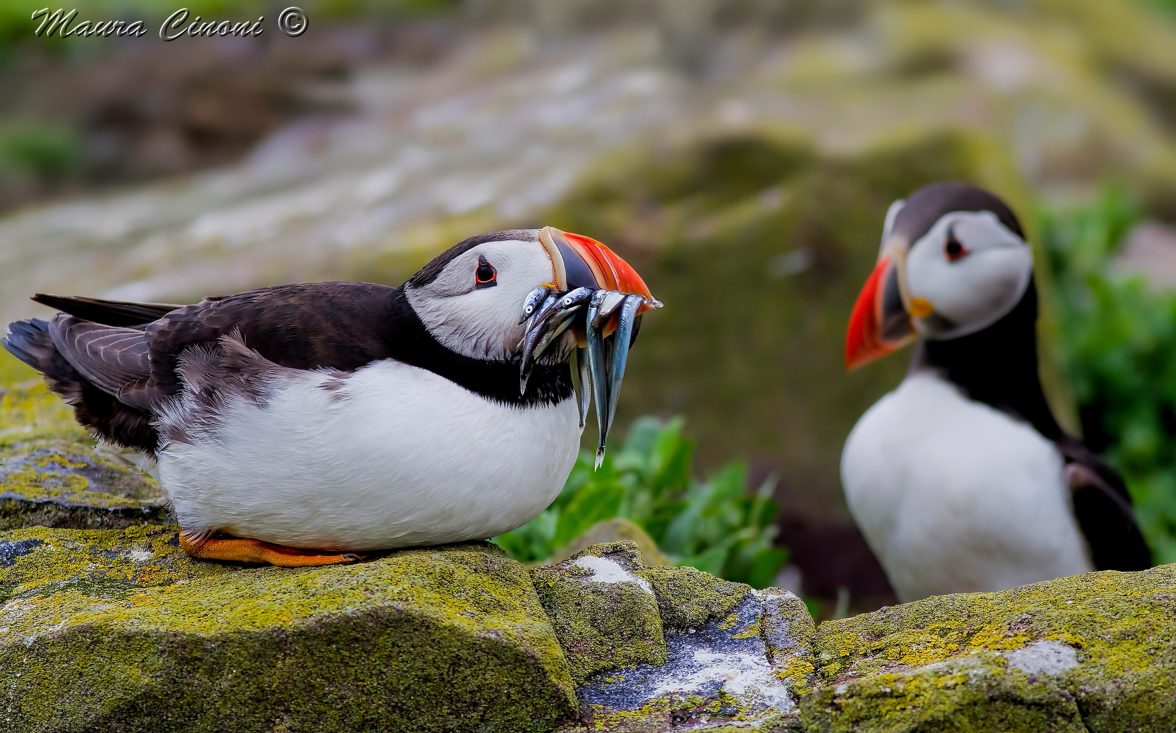 Puffins