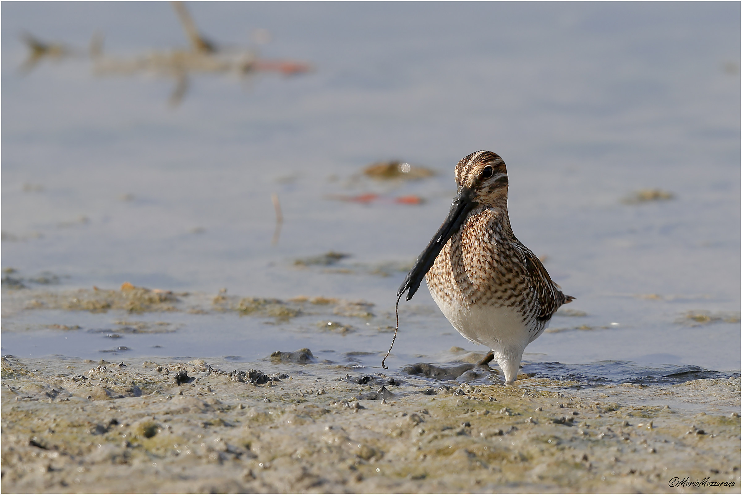 Beccaccino con preda
