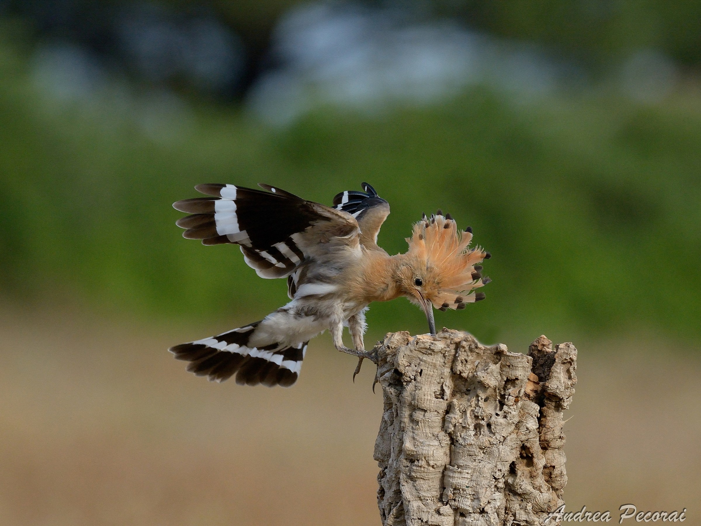 Upupa in arrivoooooo