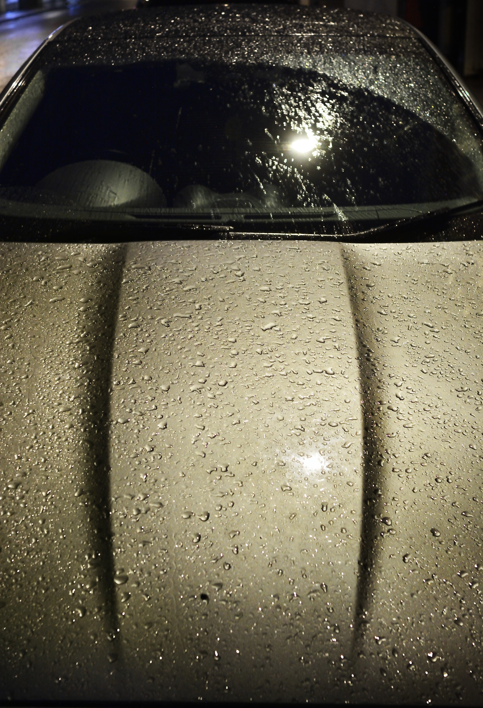 Il gatto britannico gatto sotto la pioggia inglese