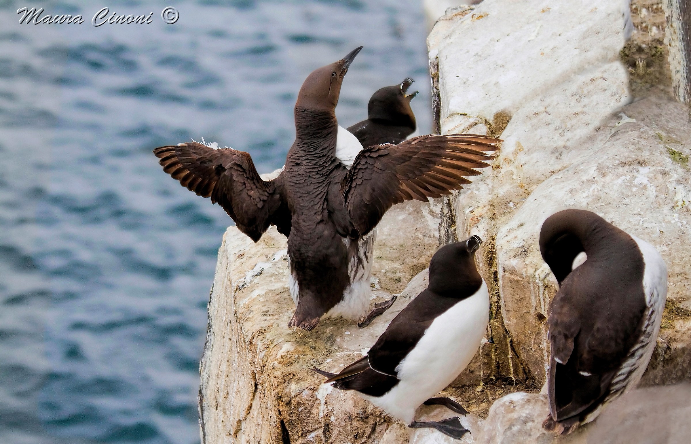 Uri and Gazze Marine