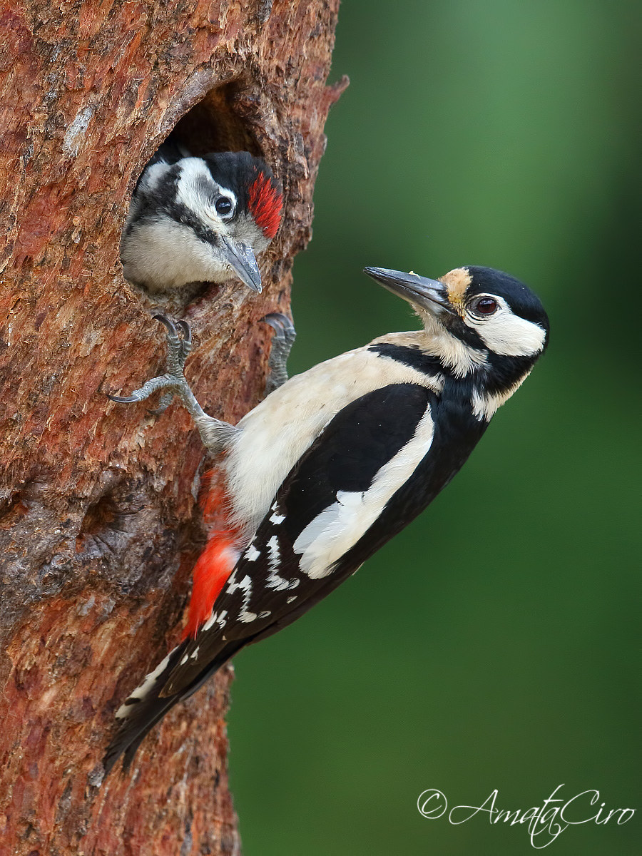 Picchio rosso maggiore con giovane