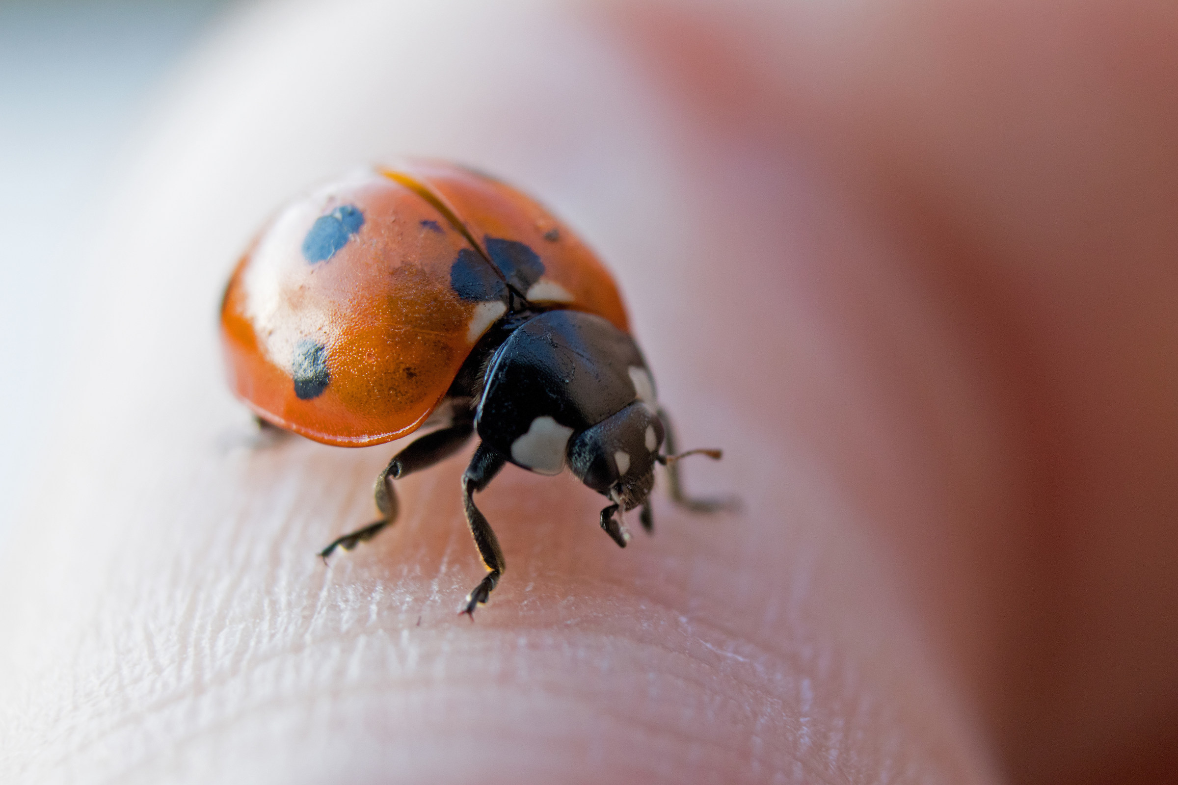 Ritratto di una Coccinella