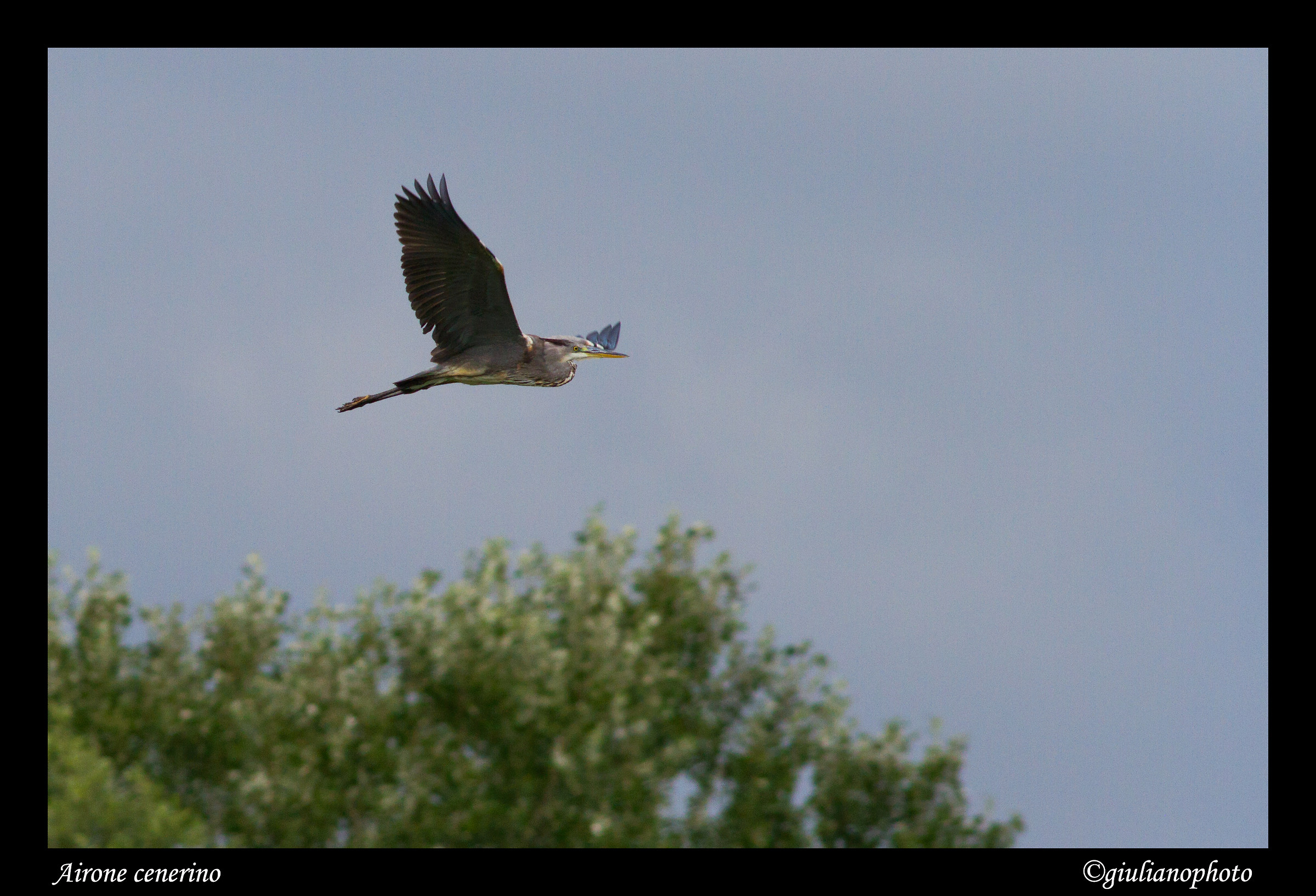 Airone (Ardea cinerea)