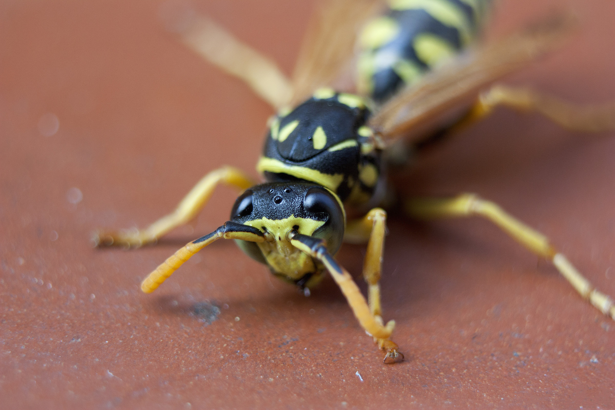 Vespa "infreddolita"