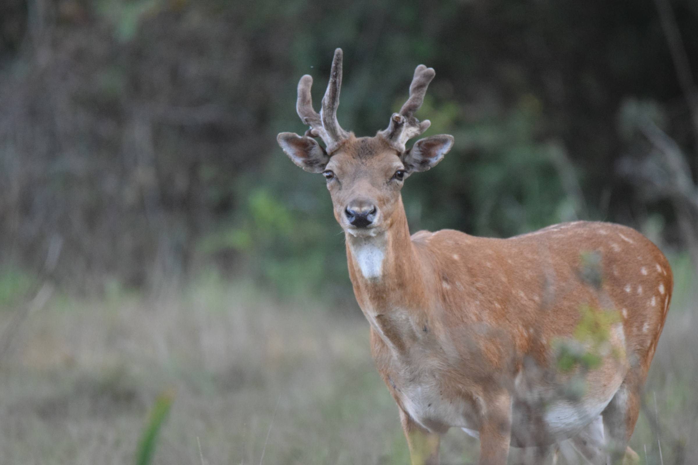 fallow deer
