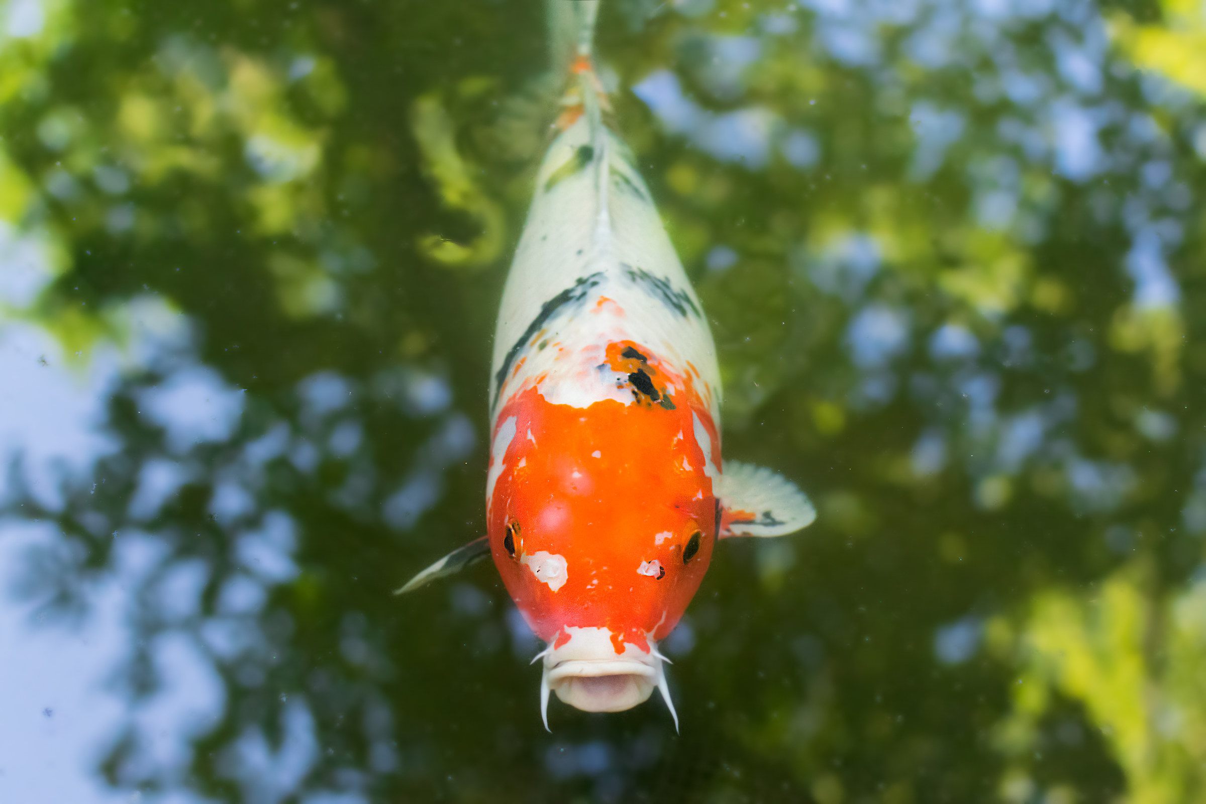 Carpa Koi