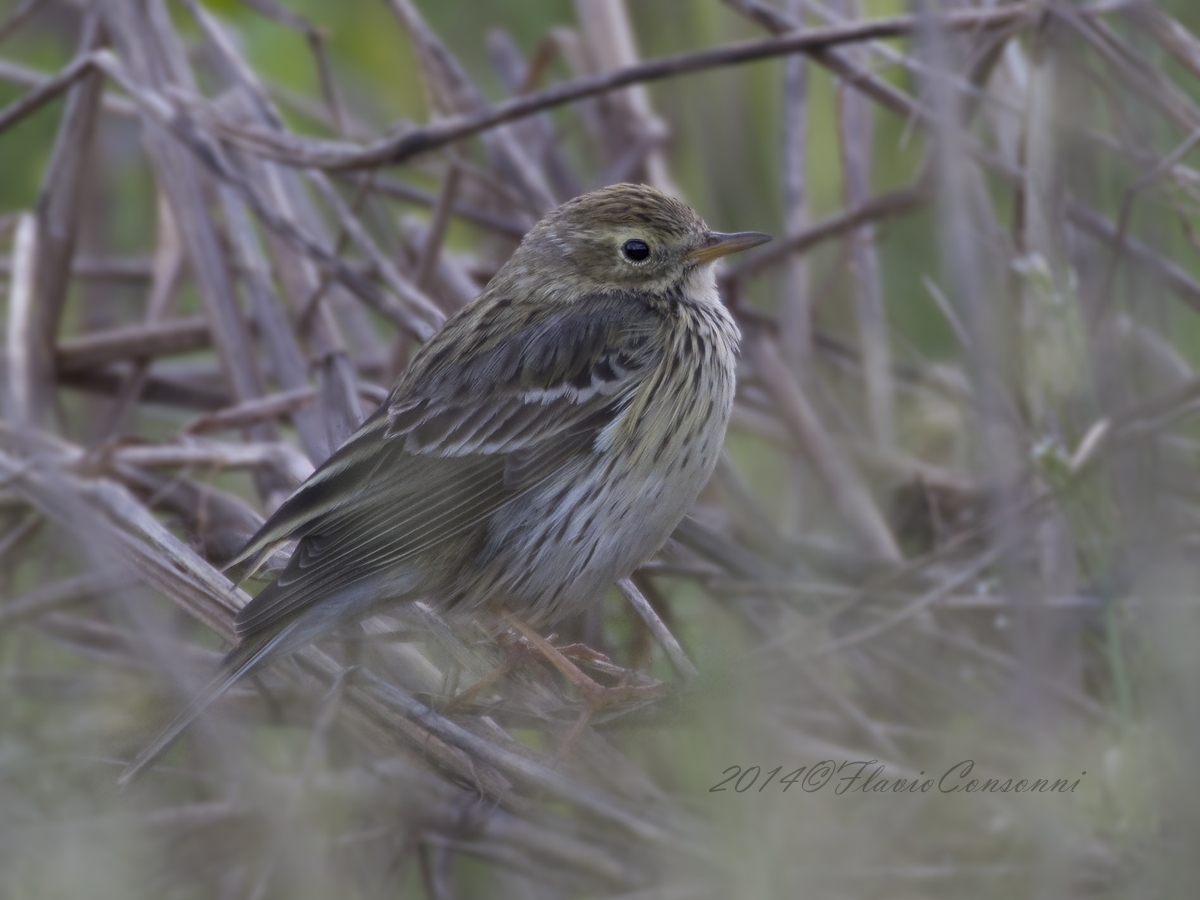 Pipit