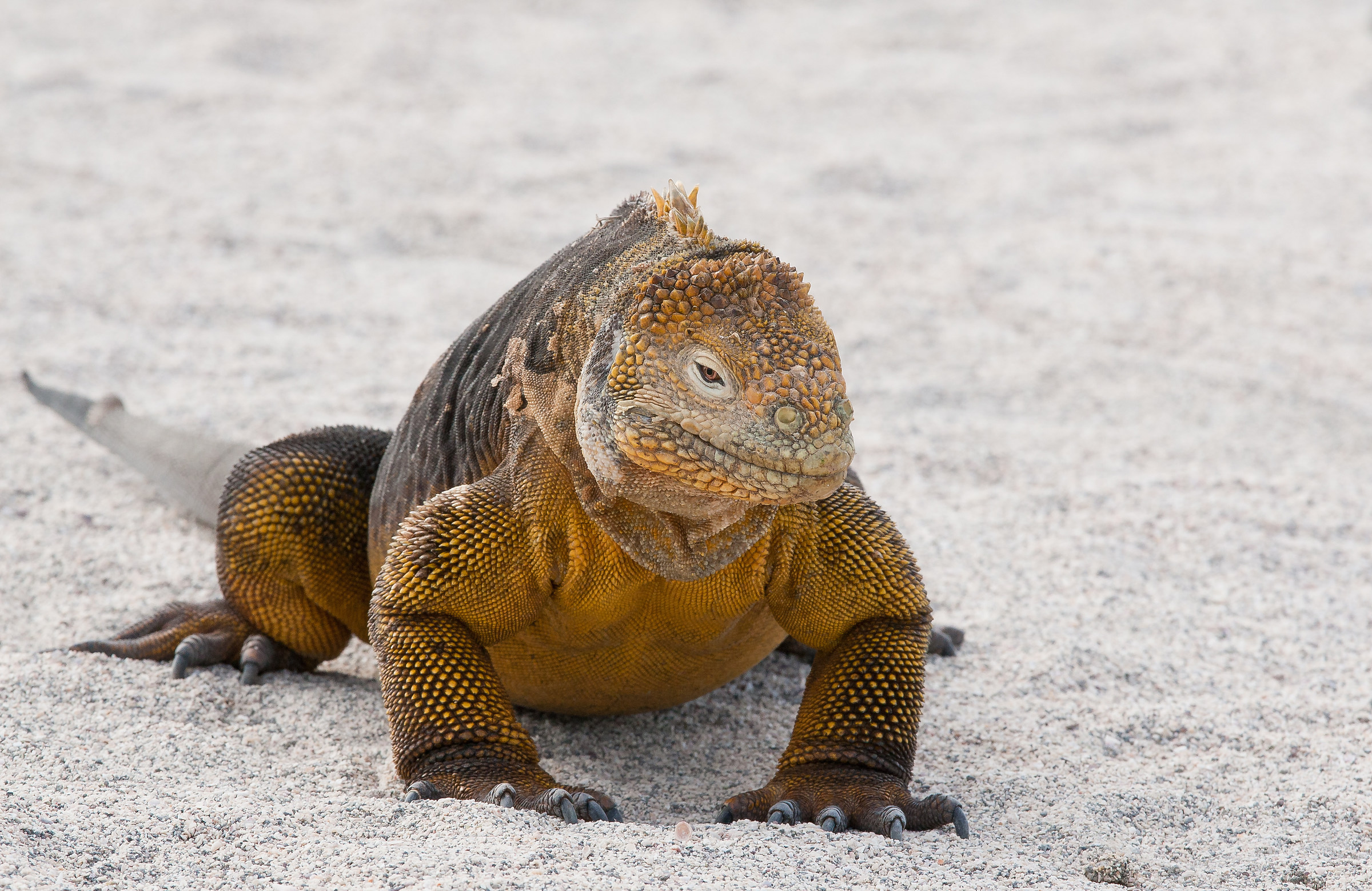 Iguana terrestre
