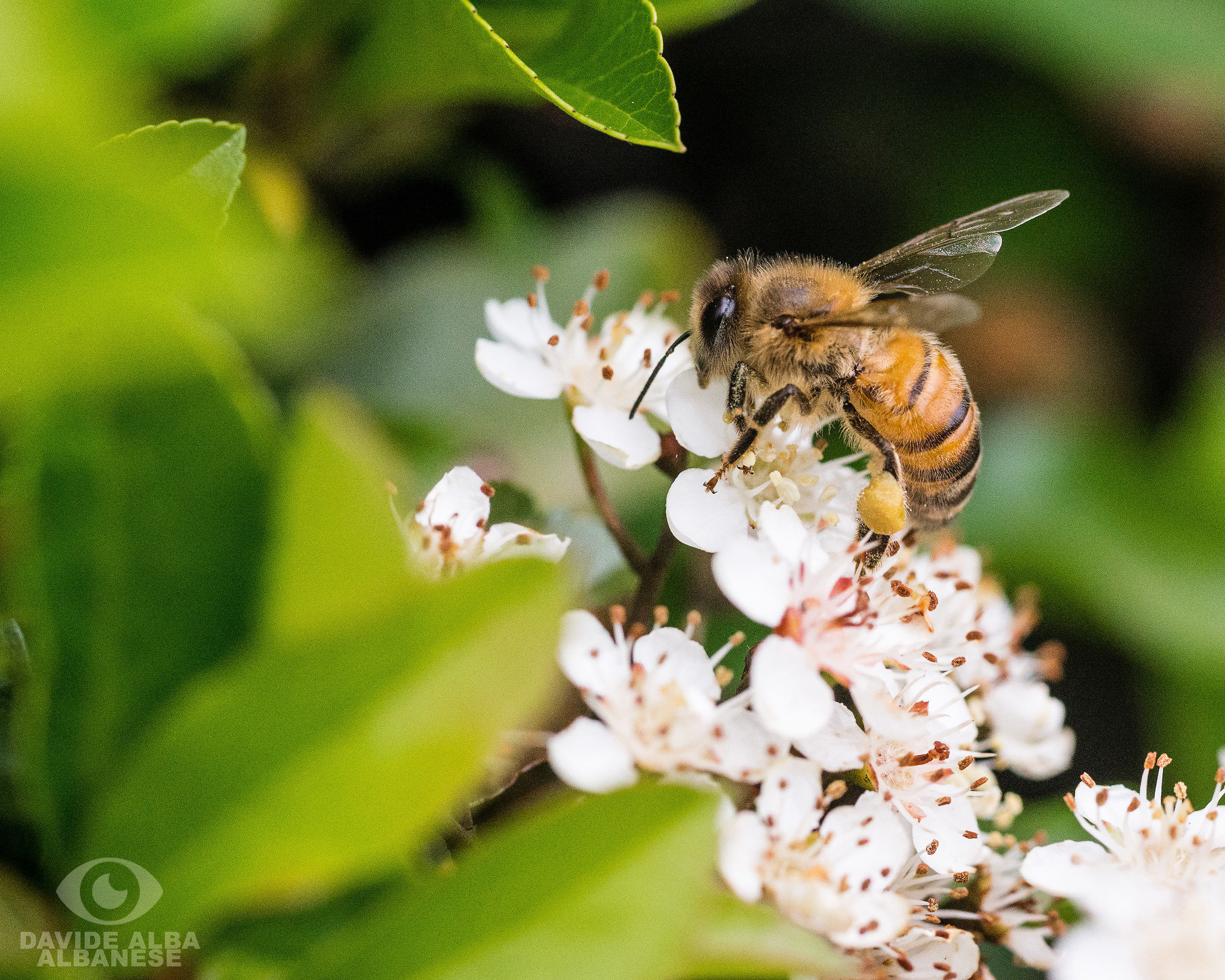 Looking for honey ...