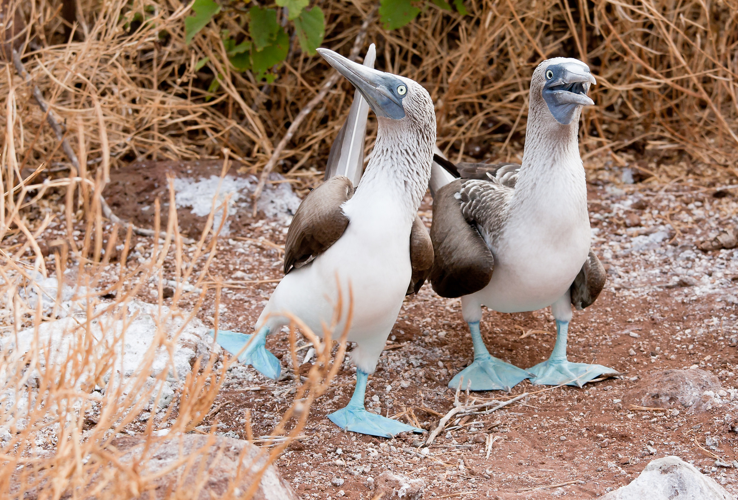 Il corteggiamento delle sule piedi azzurri