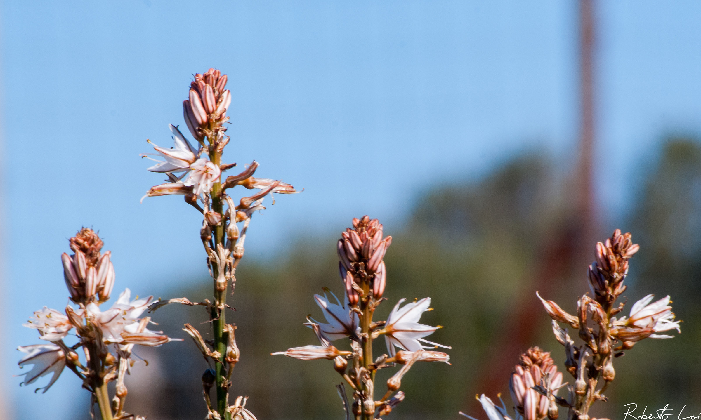 Sinnai - Sinnai Pineta - Cardilloni (Asphodel)