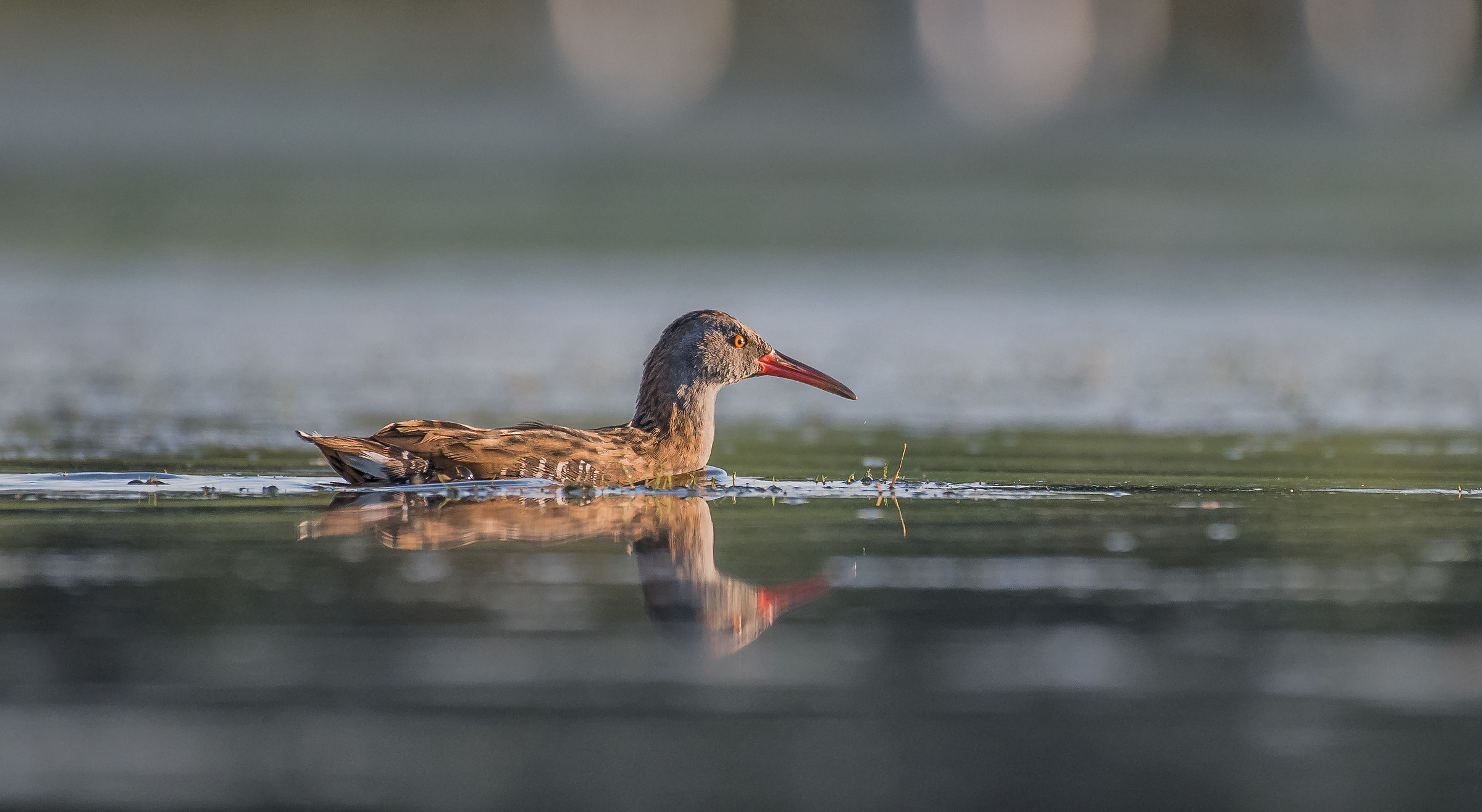 Water Rail
