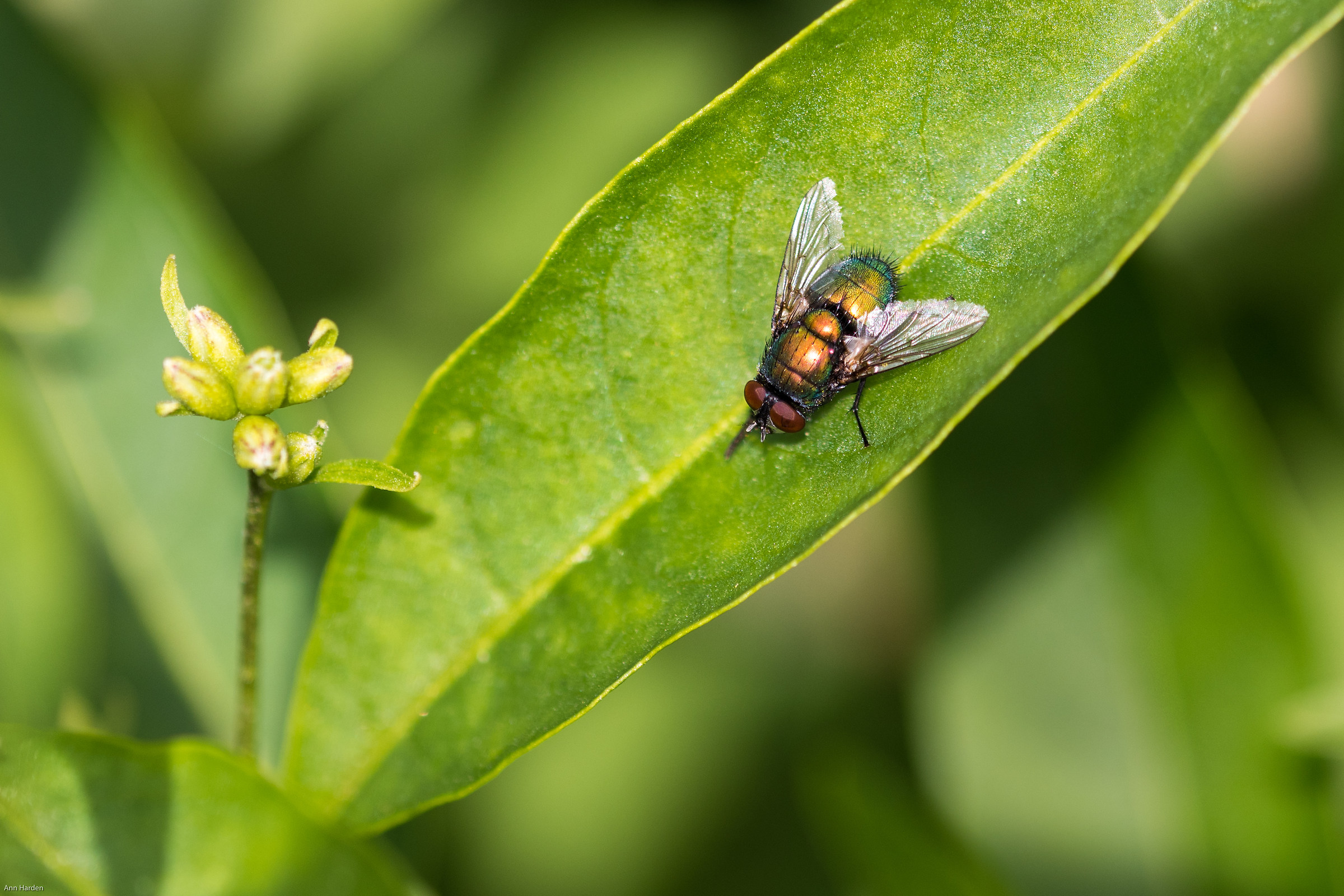 Not Bothering Anyone.....