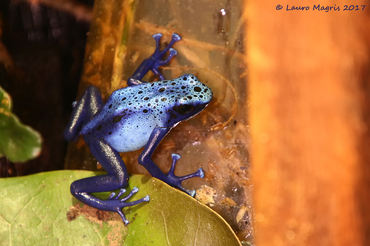Dendrobates tinctorius