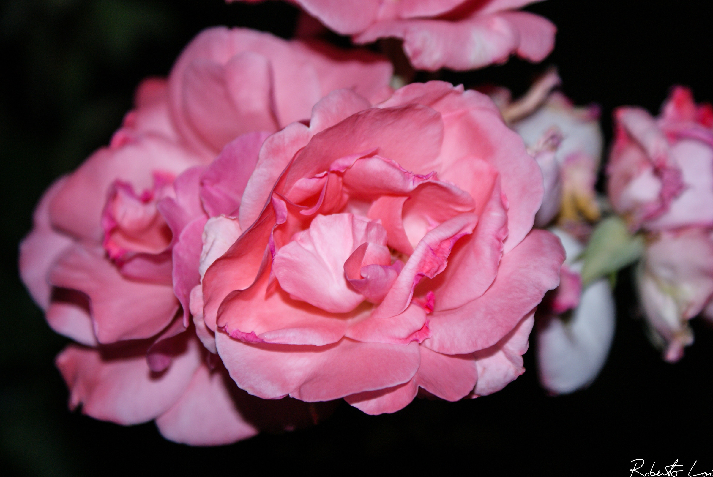 Macomer - Grandma's roses