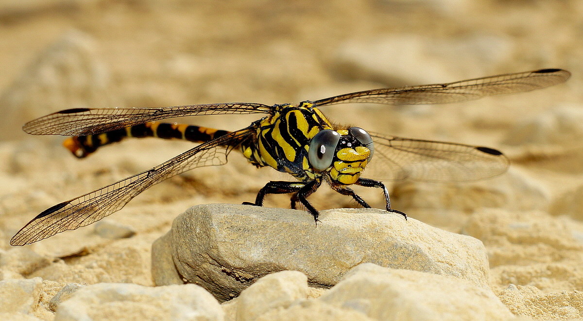 Bellula si fa per dire!