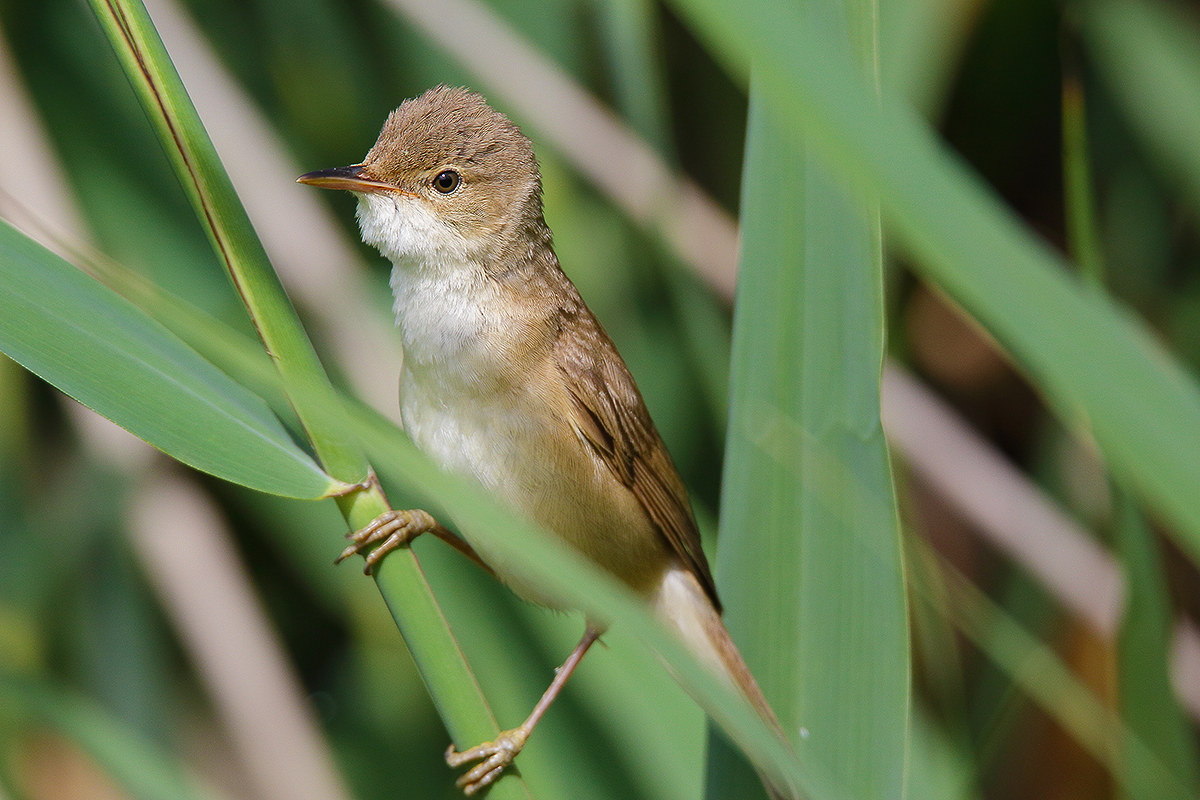 reed warbler