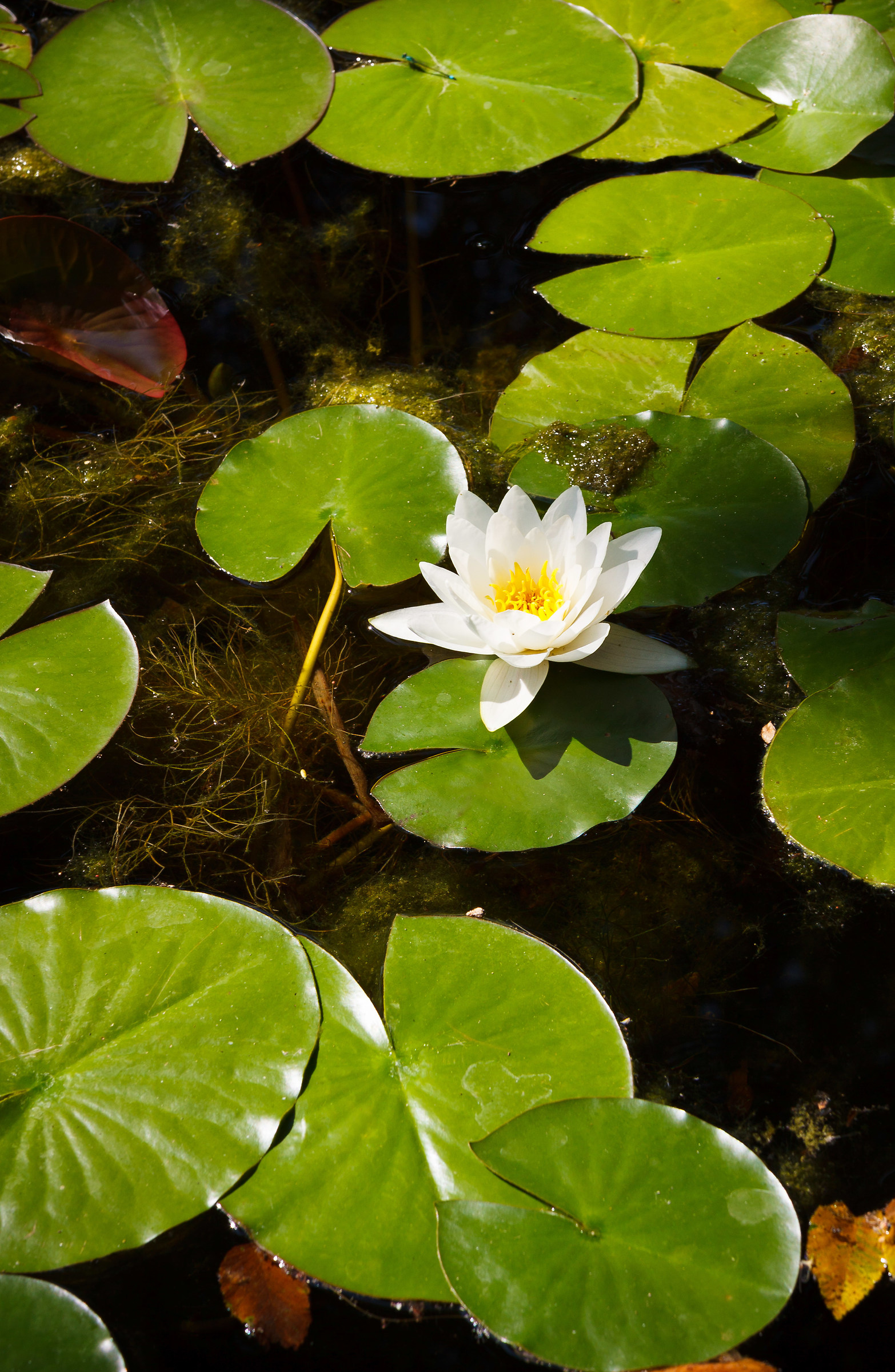 Rustic Water Lily