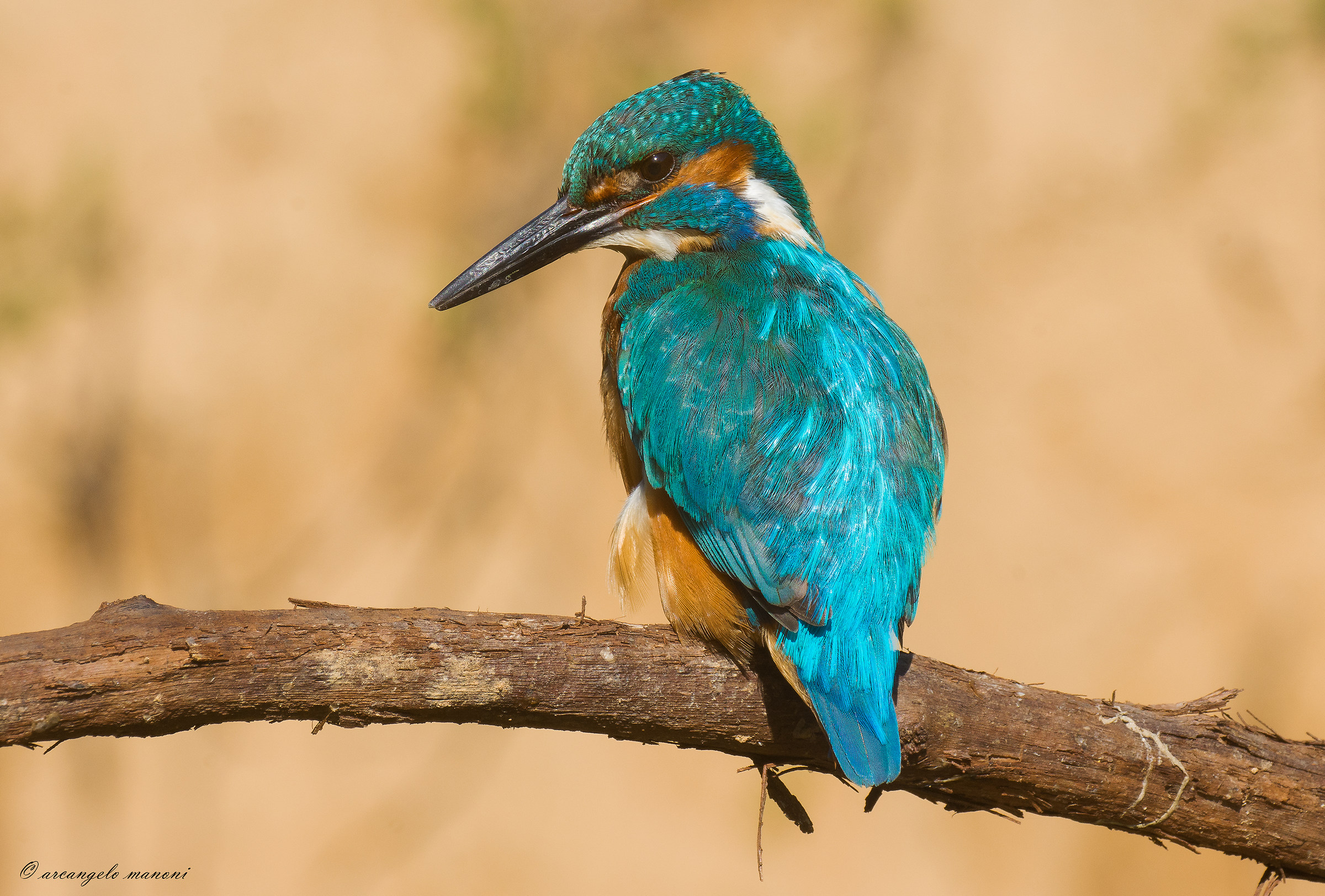 Ancora un martino col macro