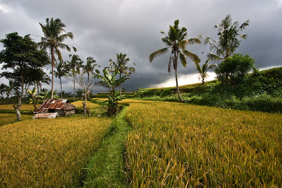 Bali Rice Paddy