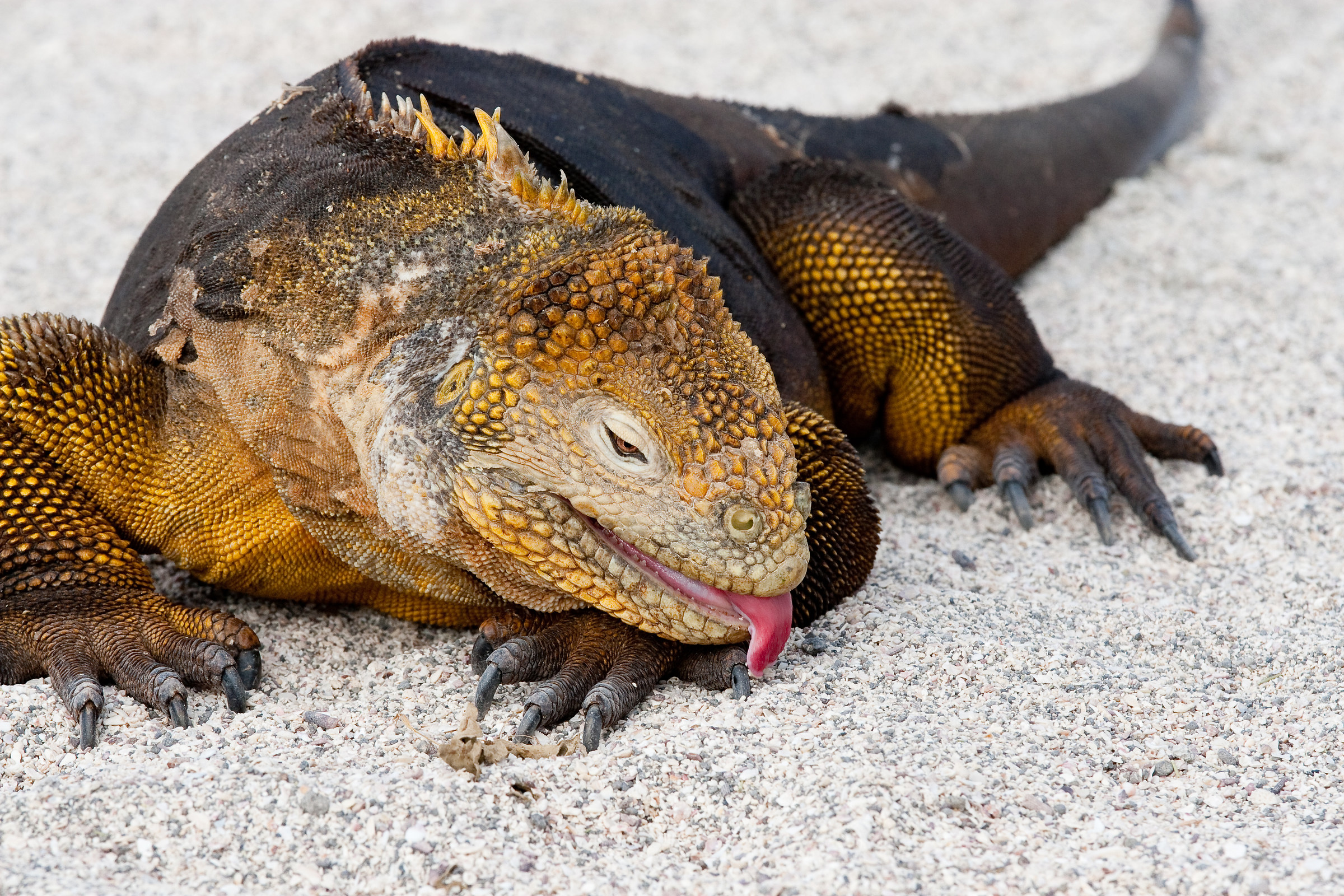 Dettaglio di iguana terrestre