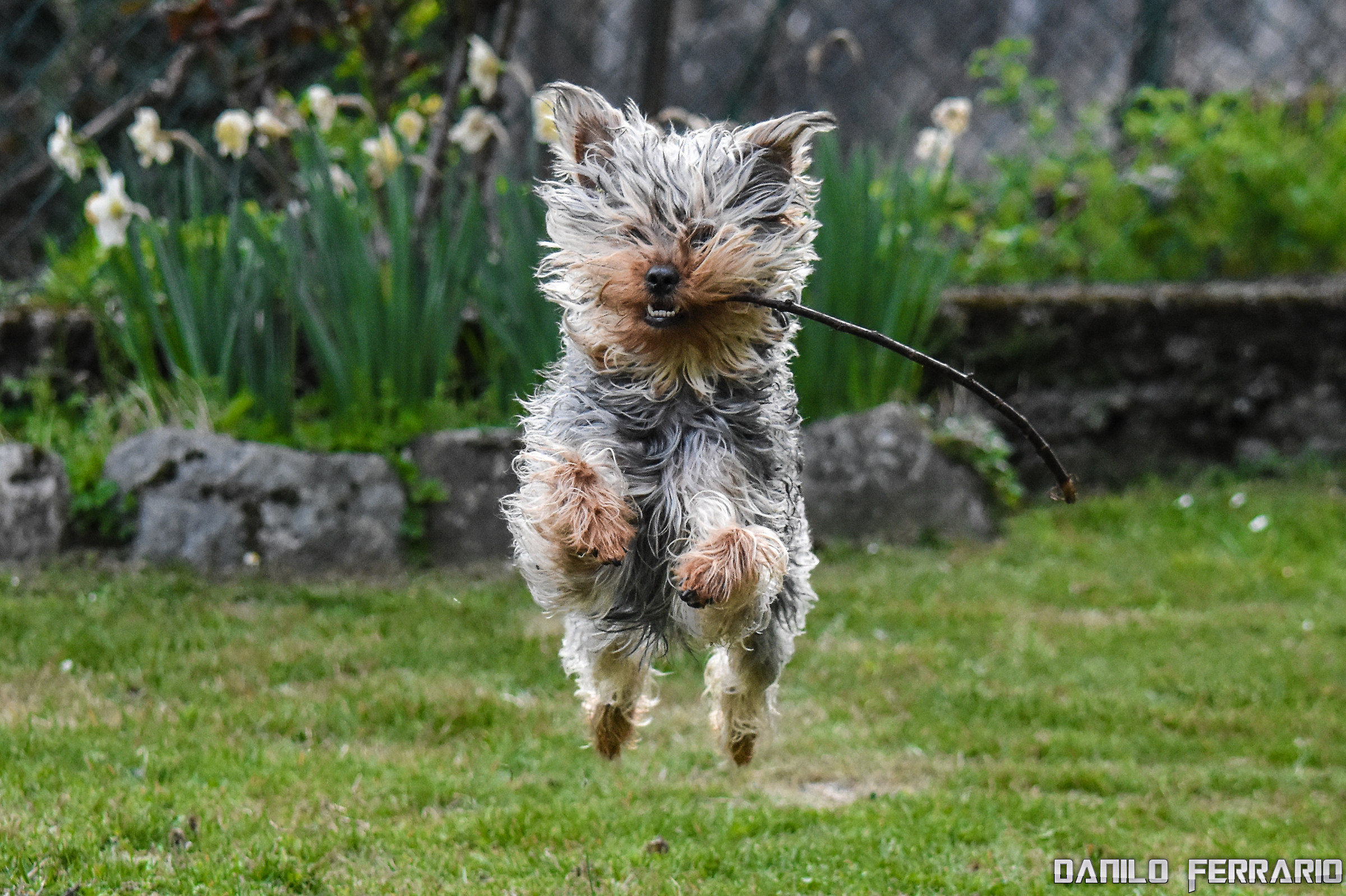 Trilly and her stick