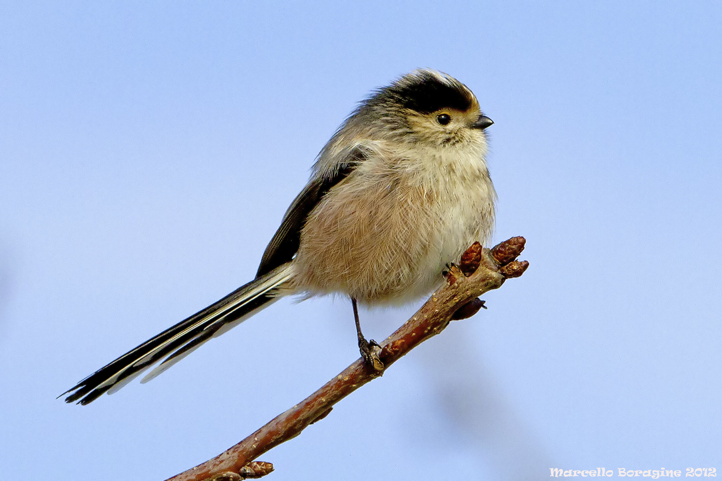 Aegithalos caudatus (Linnaeus, 1758) Codibugnolo