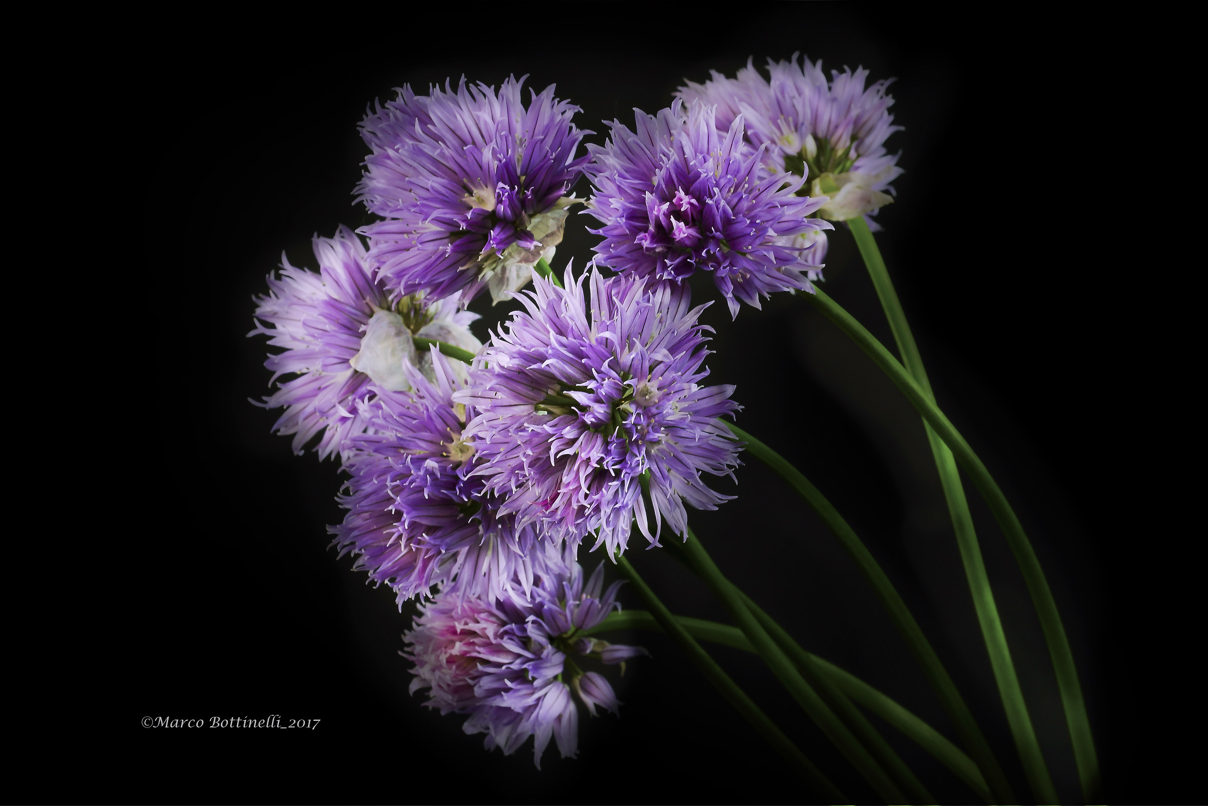 The flowers of the chives