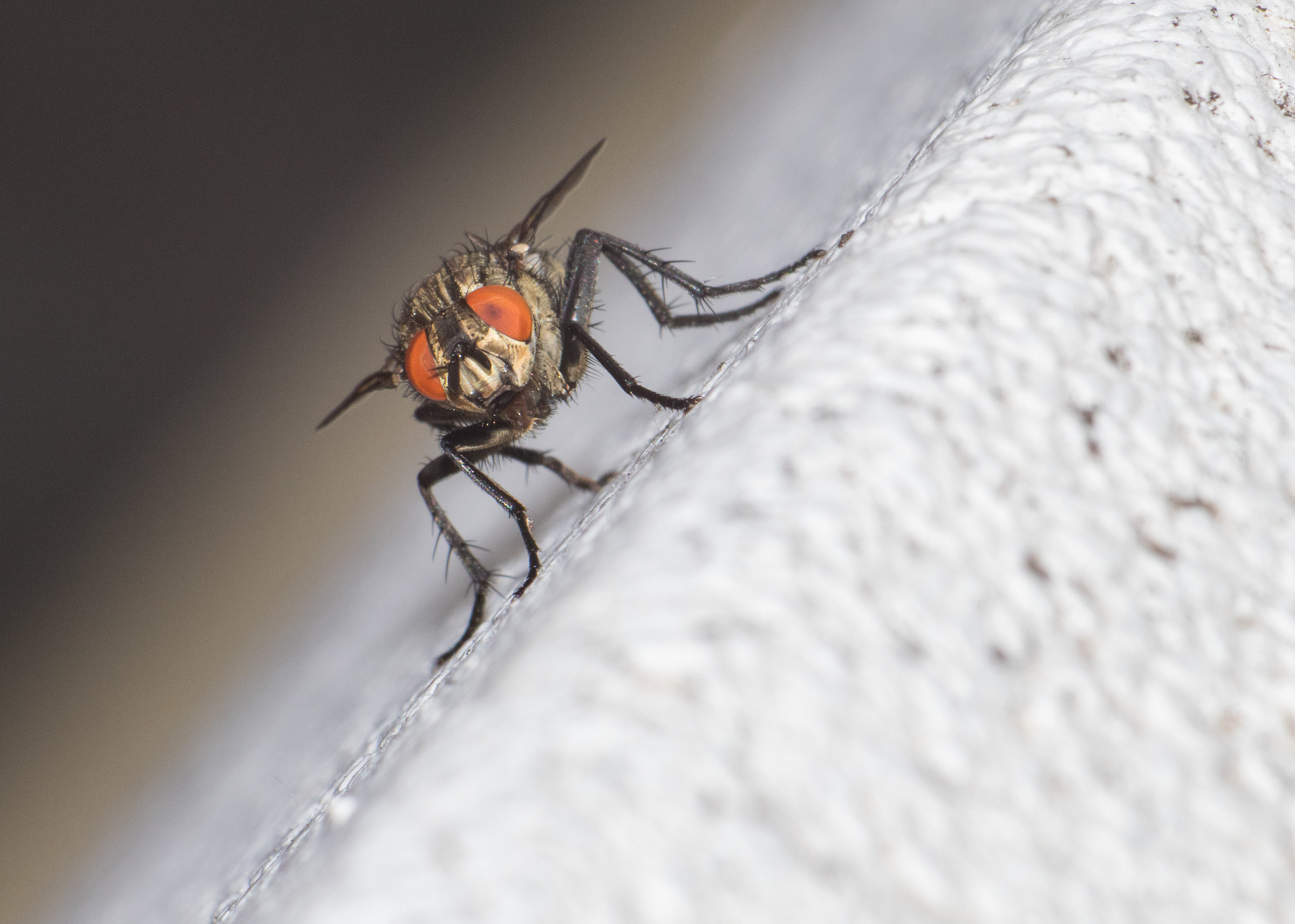 Moscow ready to take off