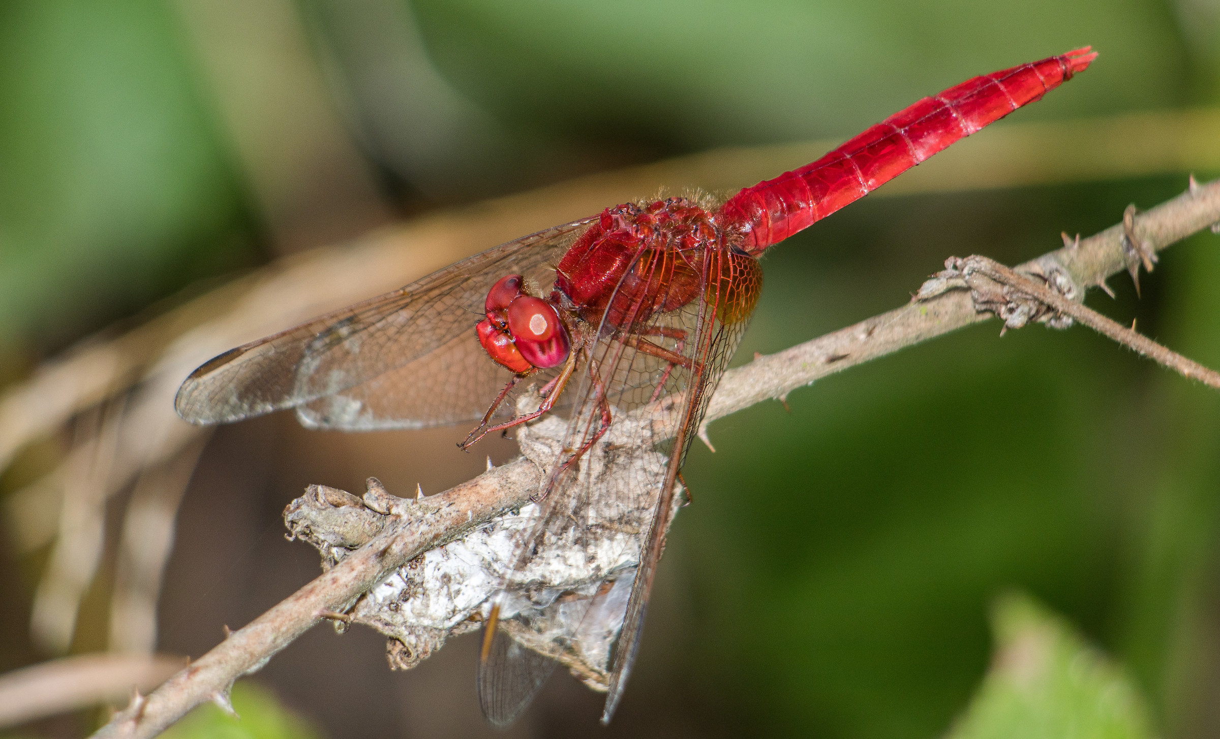 Libellula rosso Ferrari