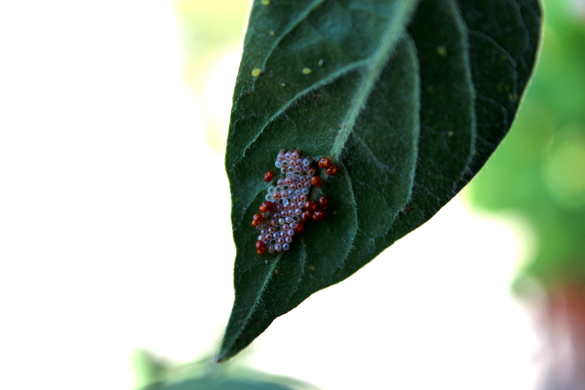 Cyclic on my terrace