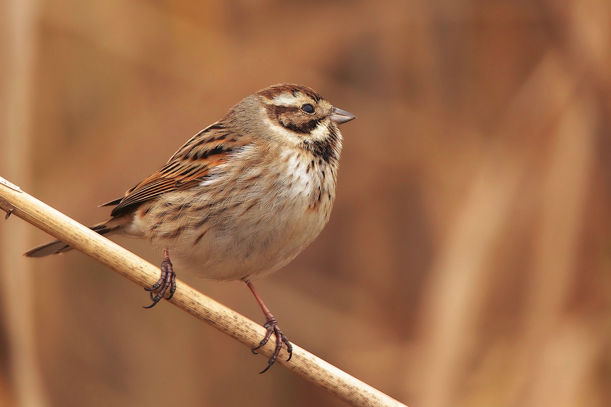 migliarino di palude