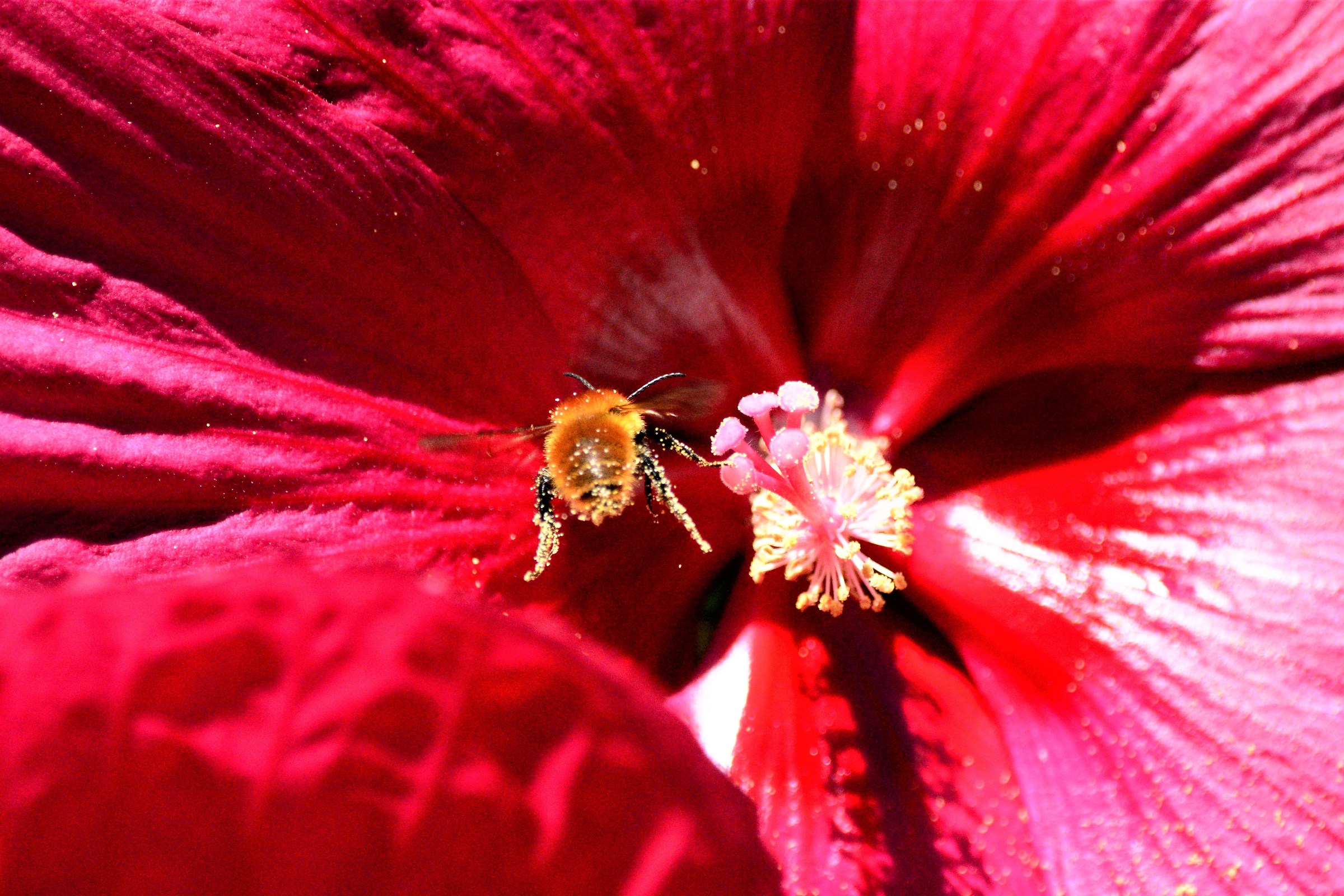 You've made me a bit of pollen