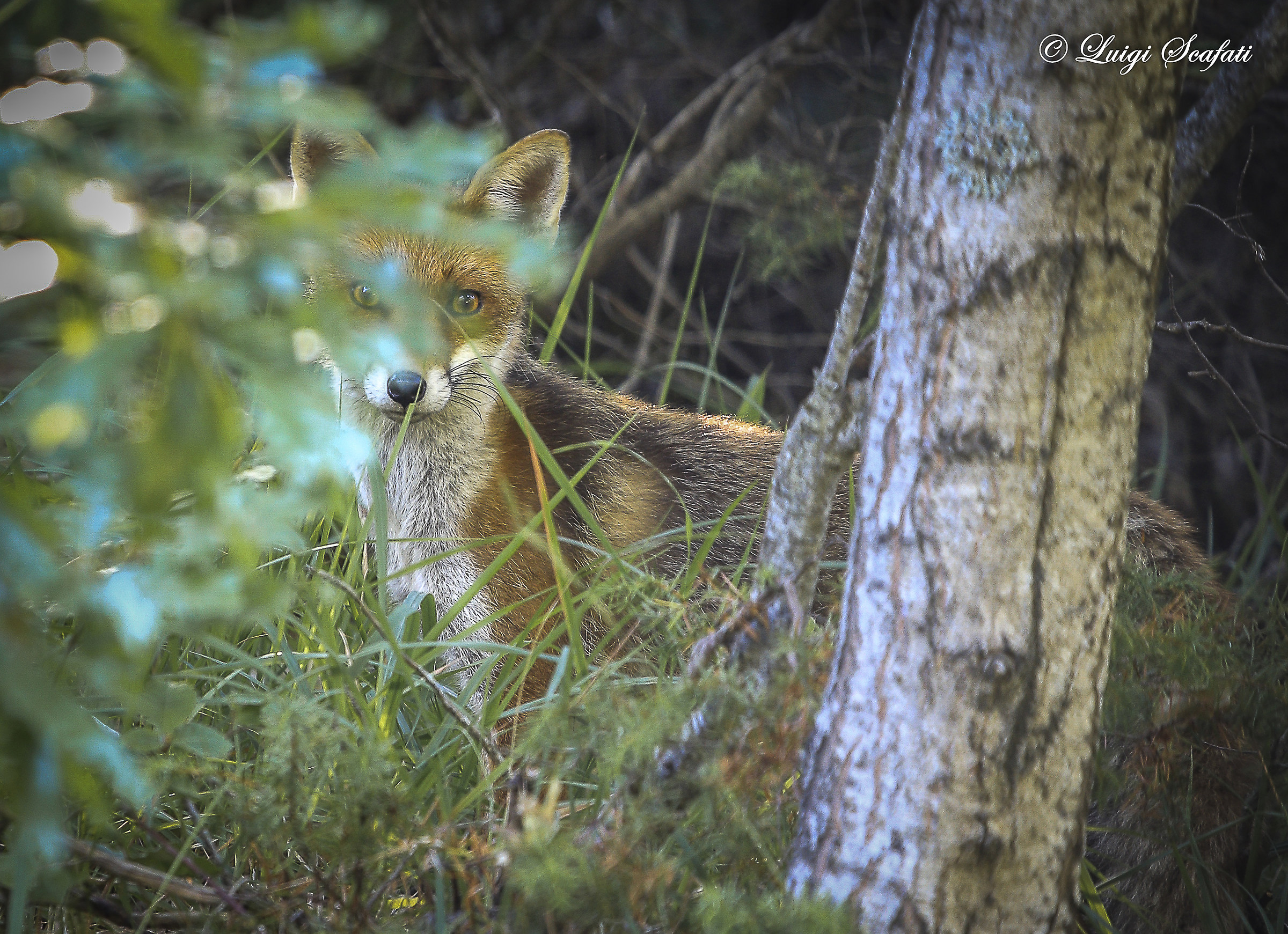 Abruzzo National Park Fox